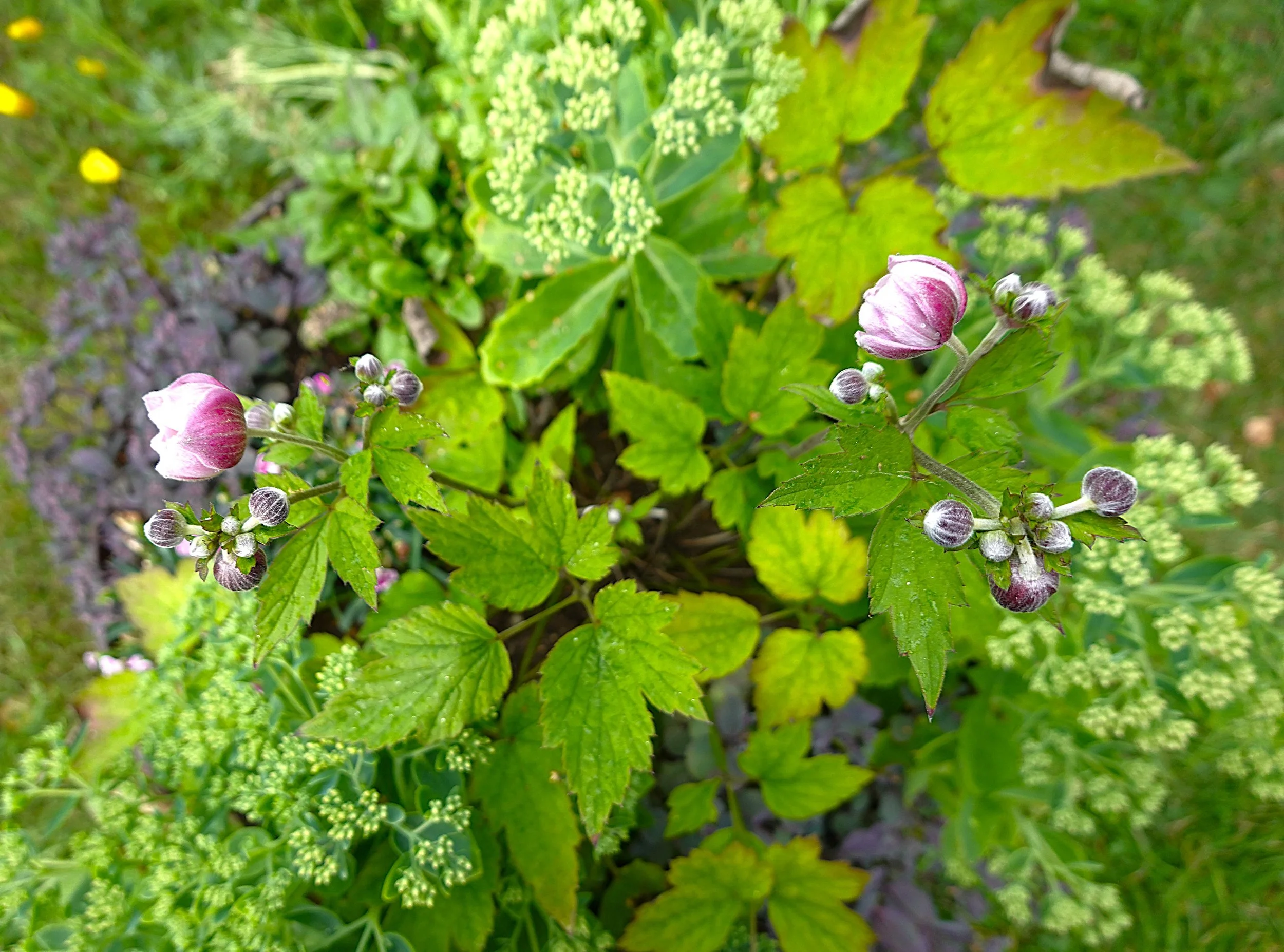 Annas blommor 2025.JPG