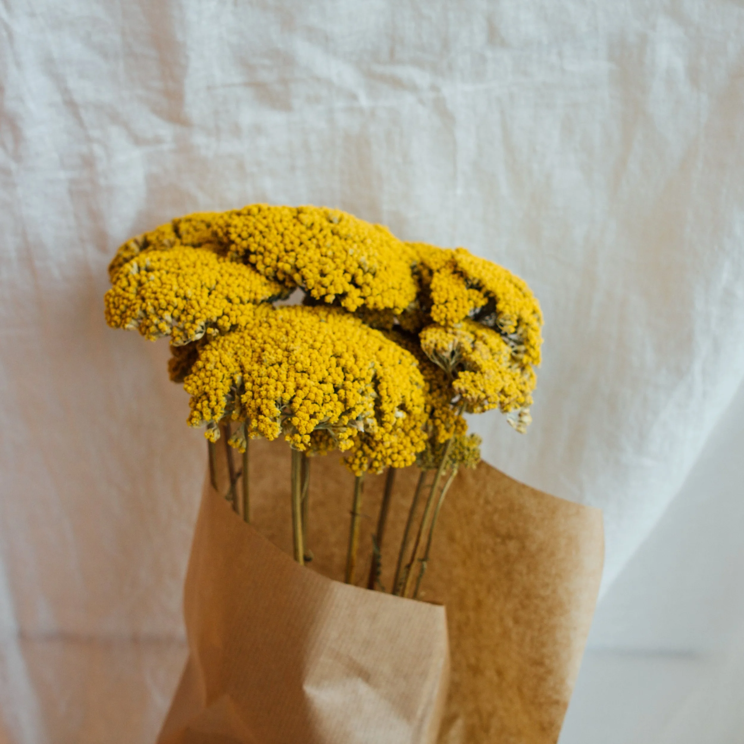 Achillea.jpg