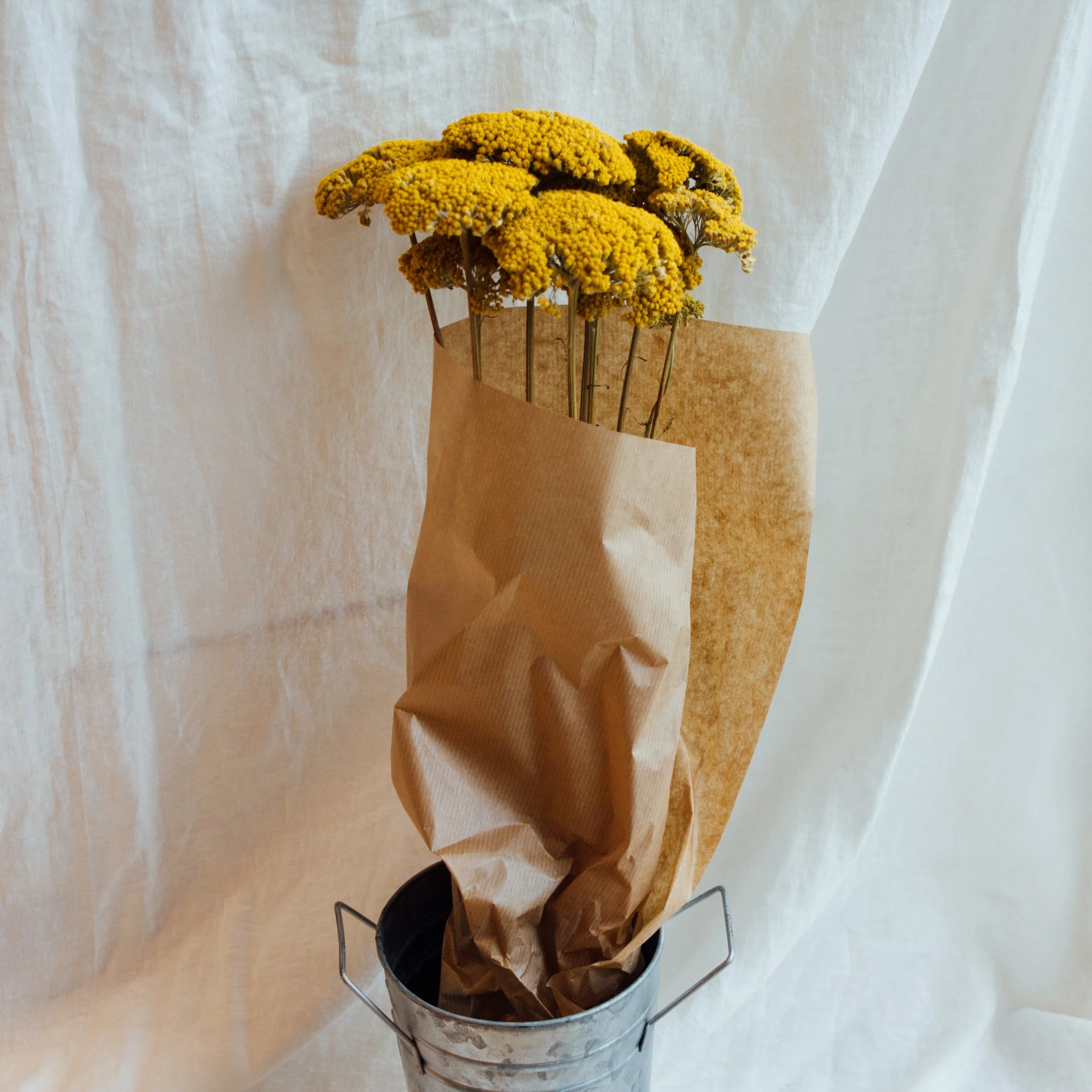 Achillea flower bunch
