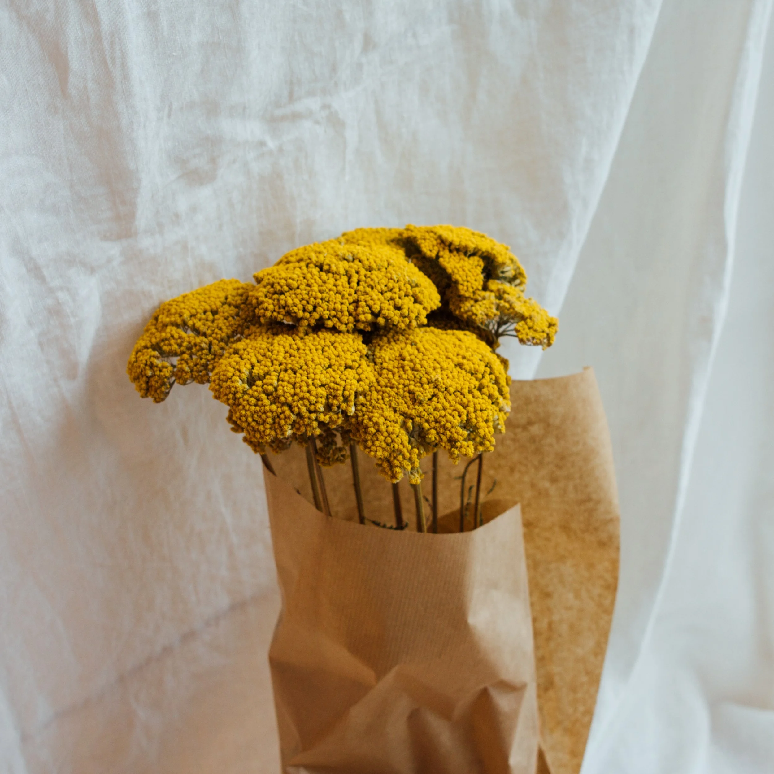 Achillea4.jpg