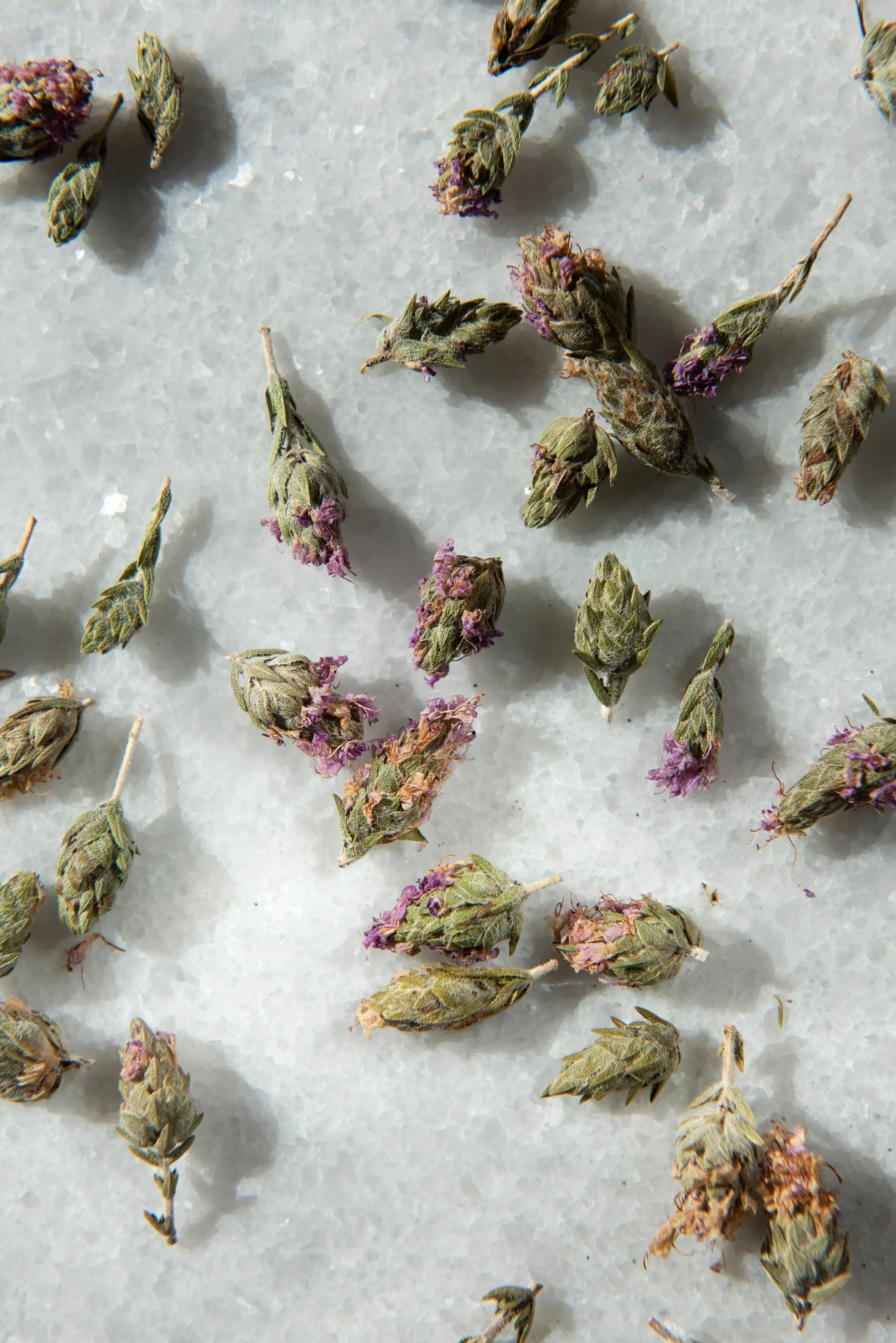 daphnis_and_chloe_thyme_flowers_loose.jpg