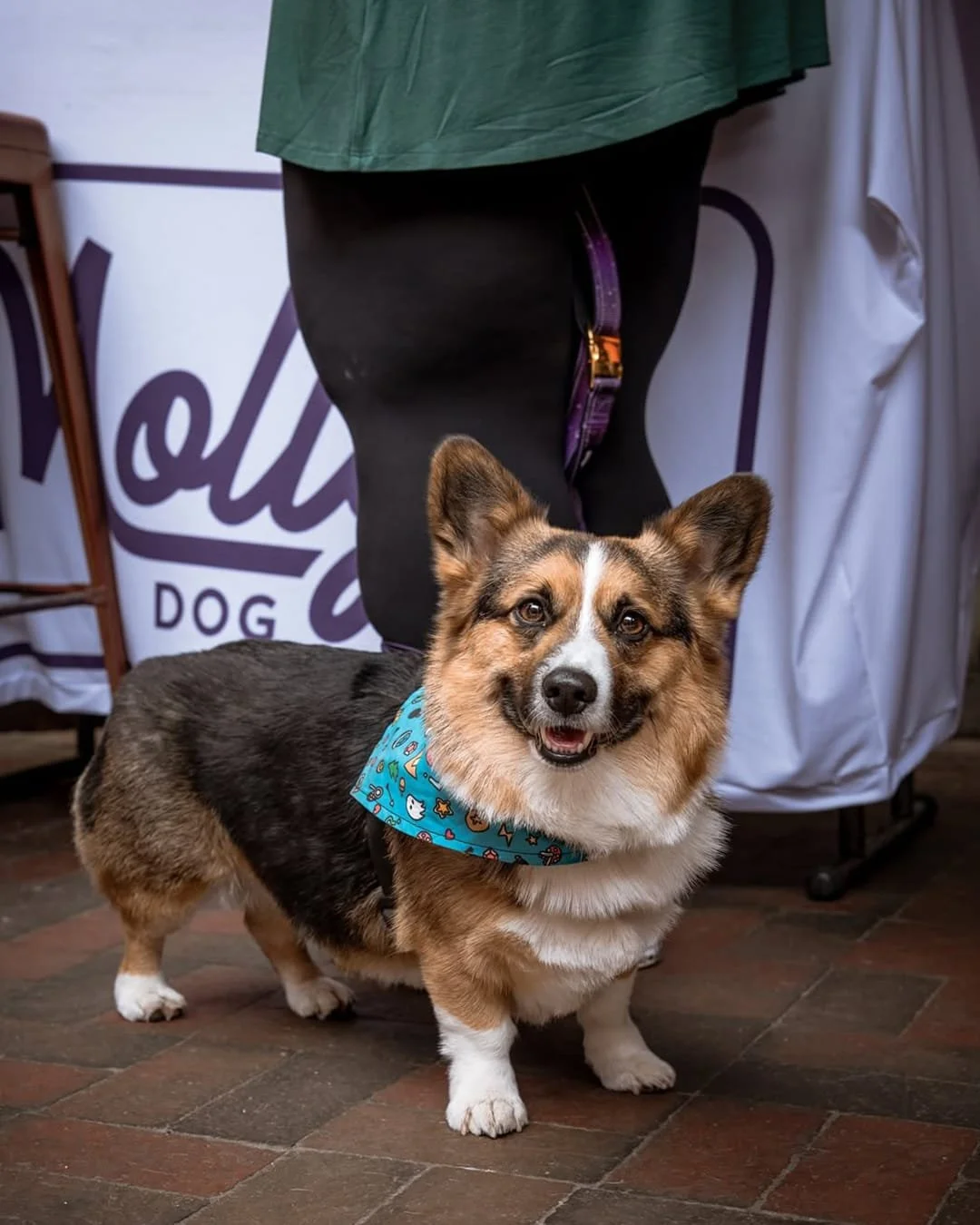 If you&rsquo;re scaling a business, listen up &mdash; design alone won&rsquo;t save you. You don&rsquo;t need &ldquo;a vibe.&rdquo; You need a 𝘴𝘺𝘴𝘵𝘦𝘮.
 
 
That&rsquo;s exactly what we built with @mollysdogcare &mdash; a full brand infrastructur