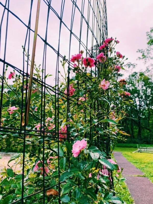 vsco5f518397e0b5e.webp