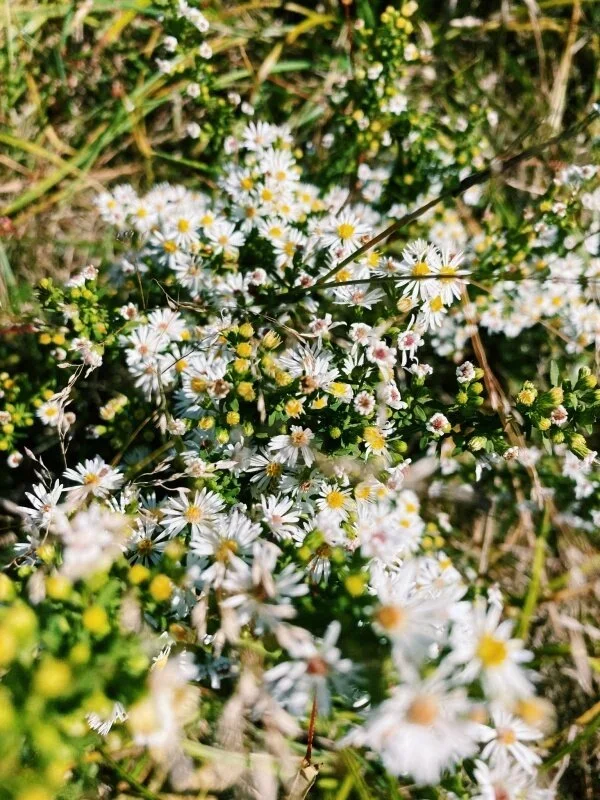 vsco5f66721f36785.webp