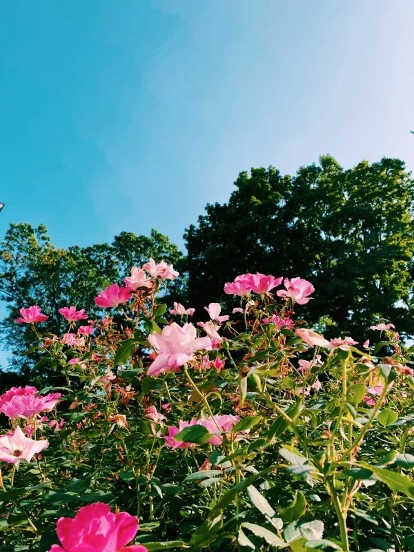vsco5f69322e33484.webp