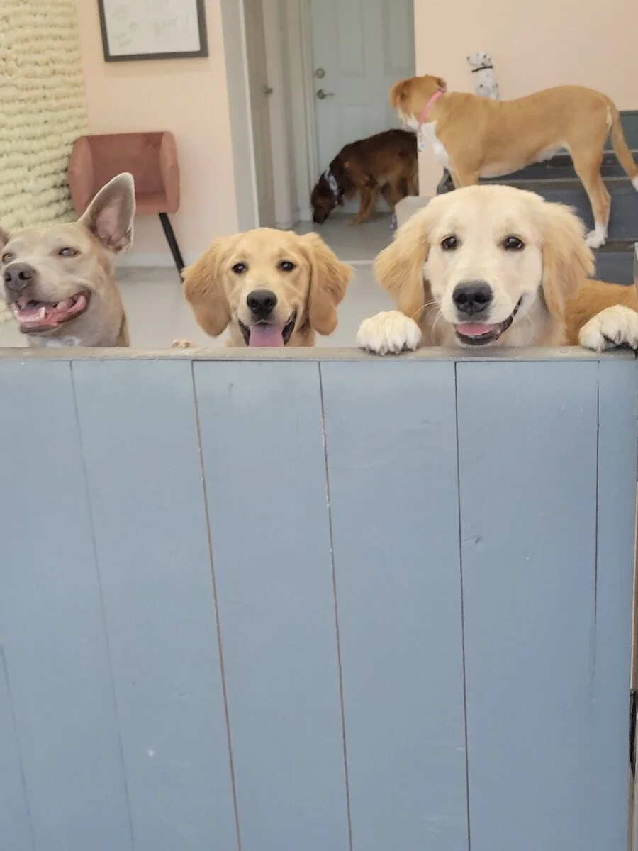 Three adorable dogs looking over the door. What a greeting!