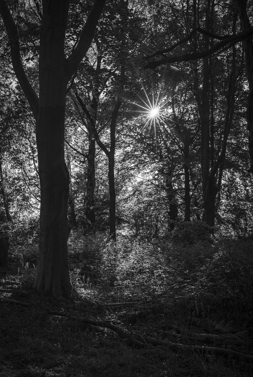 Crackley Woods, Kenilworth, Warwickshire