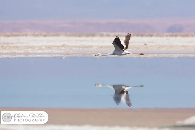 James Flamingo in flight over Laguna de Chaxa
