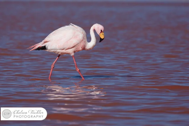 James Flamingo walking in Laguna Colorada