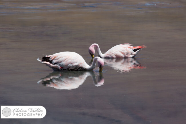 Flamingoes on Laguna Cañapa