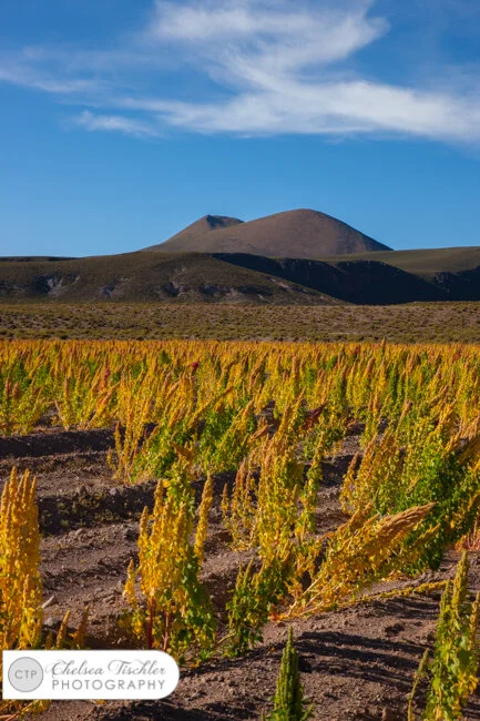 Yellow Quinoa Fields