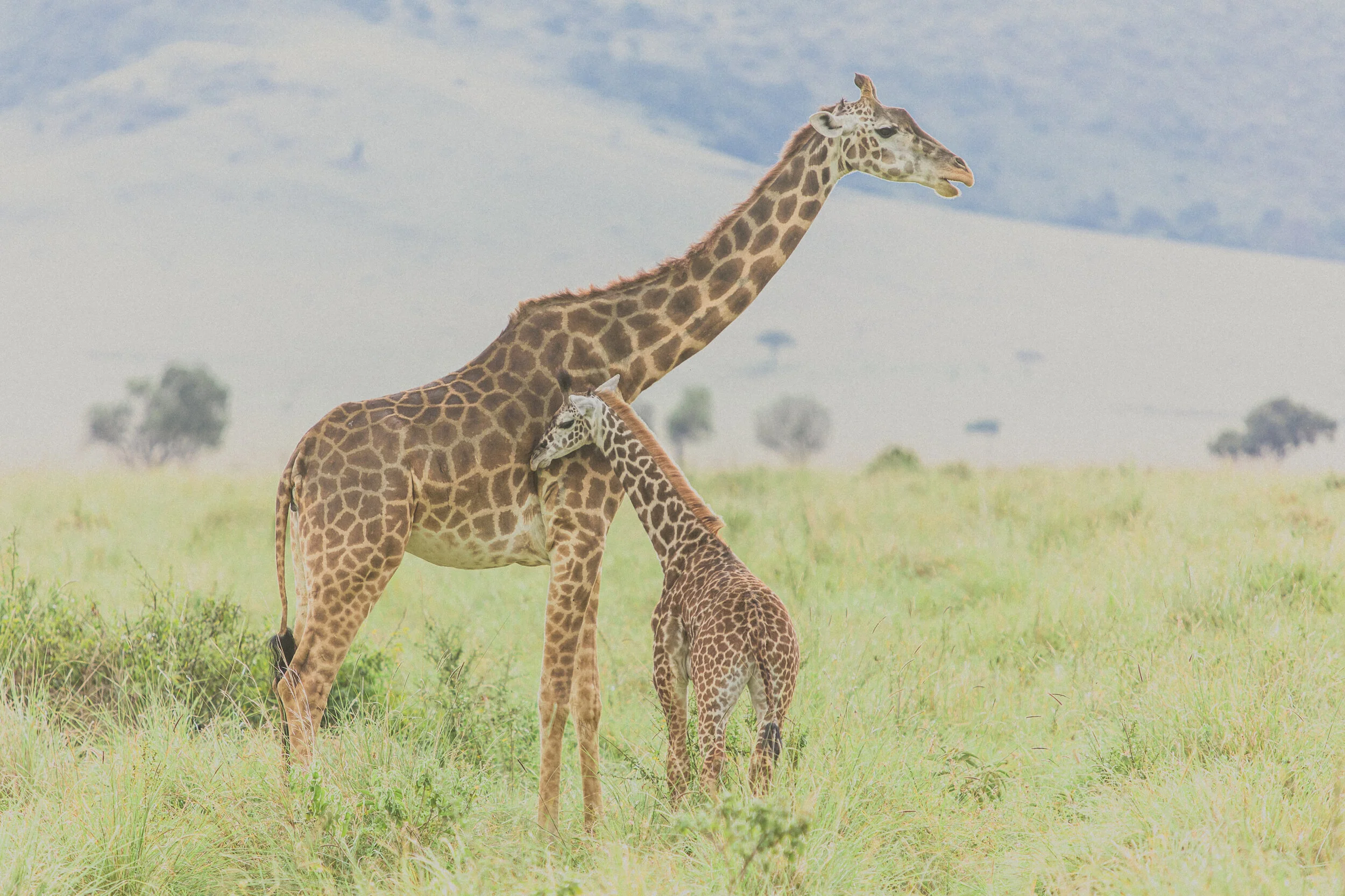 2021_ChelseaTischler_Kenya_026.jpg
