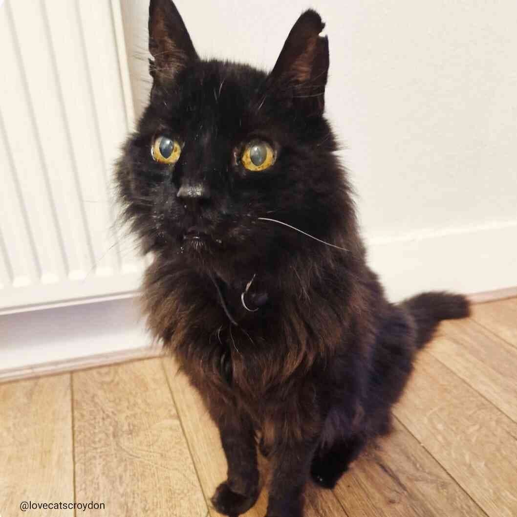 Today's been full of black cats! Lucky me! This is one of the beauties I've seen. This is Louis - he's so special. He's about 439 years old, deaf and almost blind. He is on some medication but he's soooo good at taking it. Such a good boy. Plus, cos 