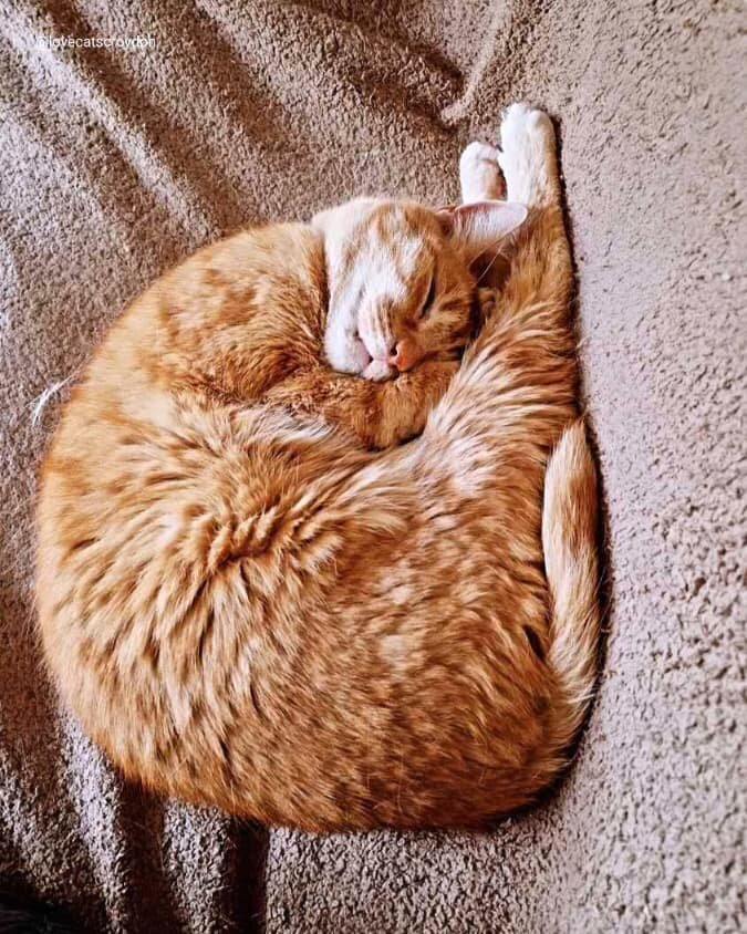 Crumpet doesn't do pancakes, but he can do a great croissant and a fabulous prawn! 😹 What do you think? 🧡
#happypancakeday 🥞🥞🥞

~~~~~~~~
Award winning Love Cats Croydon is your local, loving, professional cat sitter. We specialise in taking care