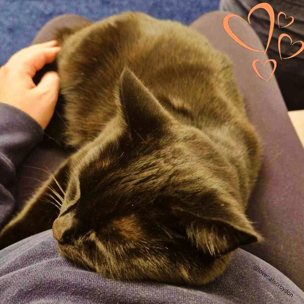 It's the day of Love (Cats) Its OUR day 😹! I happily got to spend this valentines day cuddling this beautiful lady 🐈&zwj;⬛️ Finally she trusted me enough to snuggle up on my lap and have a little cuddle and snooze! Best valentines gift ever. Earnin