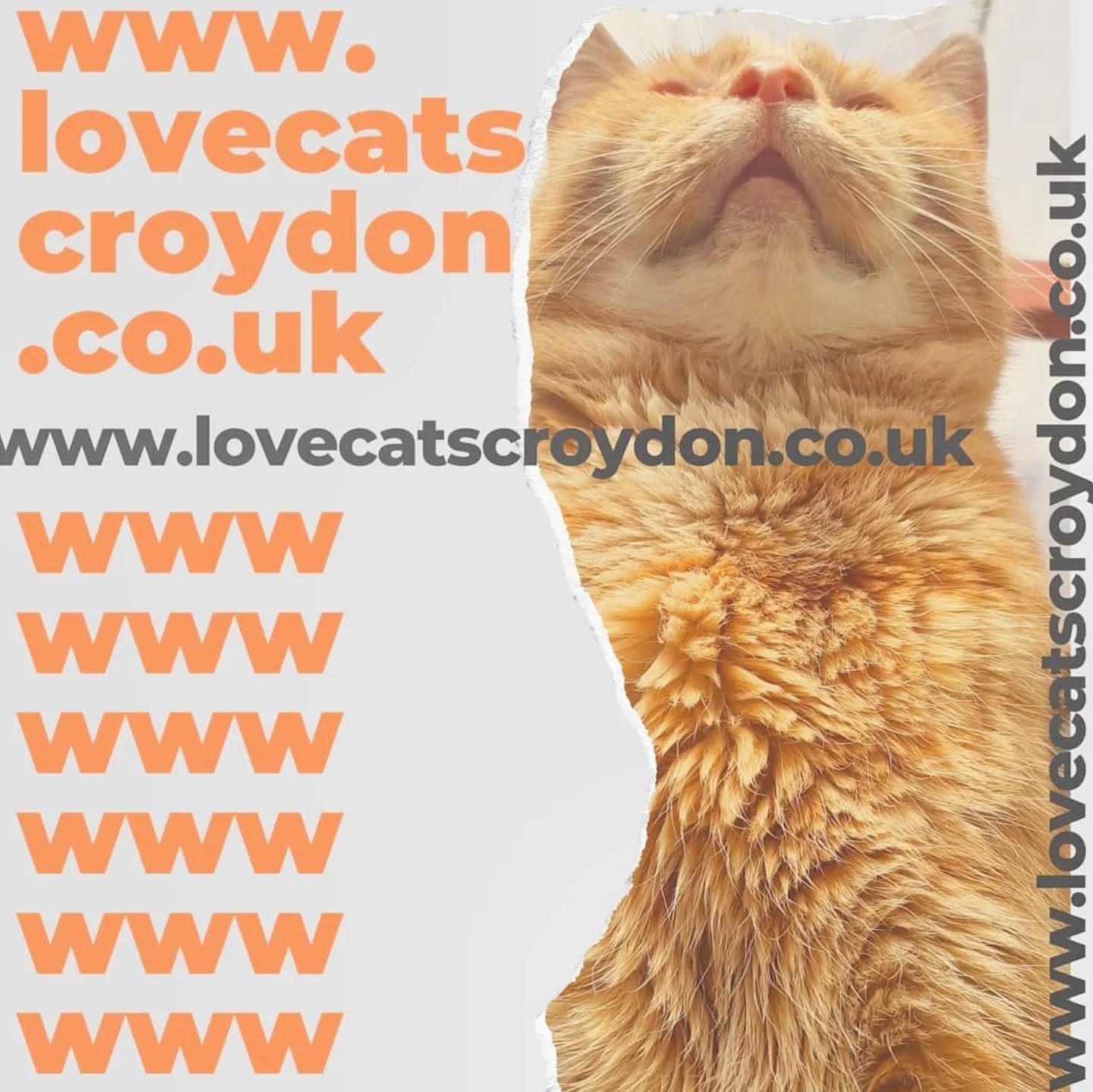 Repost from 5yrs ago when I decided to make a cat sitting website! Soooo not tech savvy, but saw a woman online who said she did hers in 5 days, cos there's only 5 things to do:

Day 1. Decide the business name love cats croydon - buy the domain ✔️
D