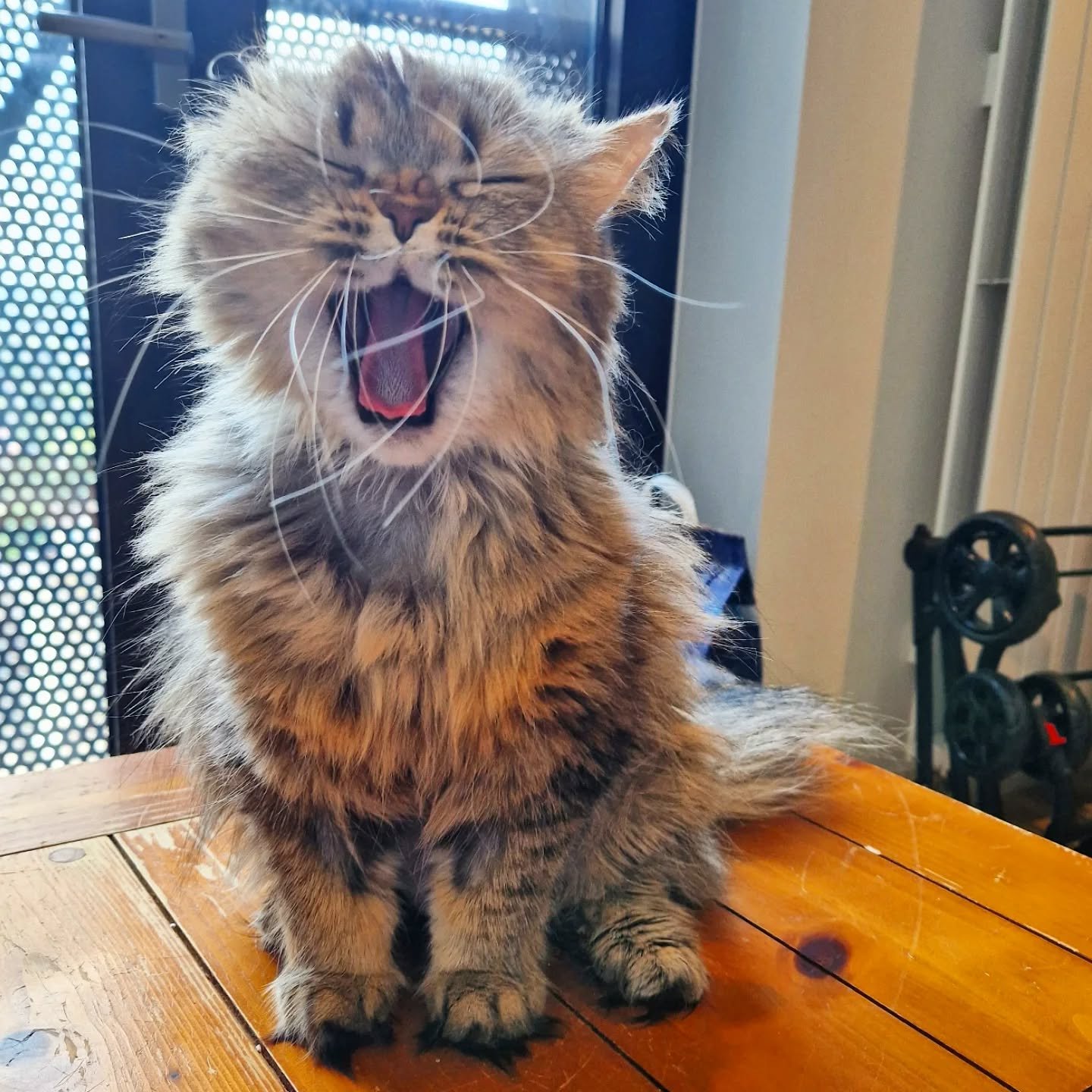 #caturday with Kitty. Oooh, its a hard life 😹🧡

~~~~~~~~
Award winning Love Cats Croydon is your local, loving, professional cat sitter. We specialise in taking care of your cats in their own homes whenever you can't be there, so you can relax know