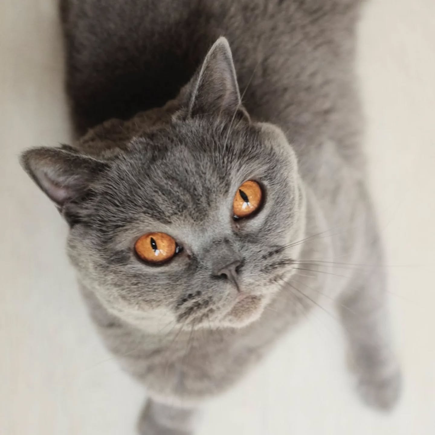 I'm back - and look who I missed! Beautiful Bella enjoying her time - and a photoshoot - with her sitter Ameena. Look at those amber eyes 🧡🧡 (plenty more from the photoshoot to come...watch this space) 

~~~~~~~~
Award winning Love Cats Croydon is 