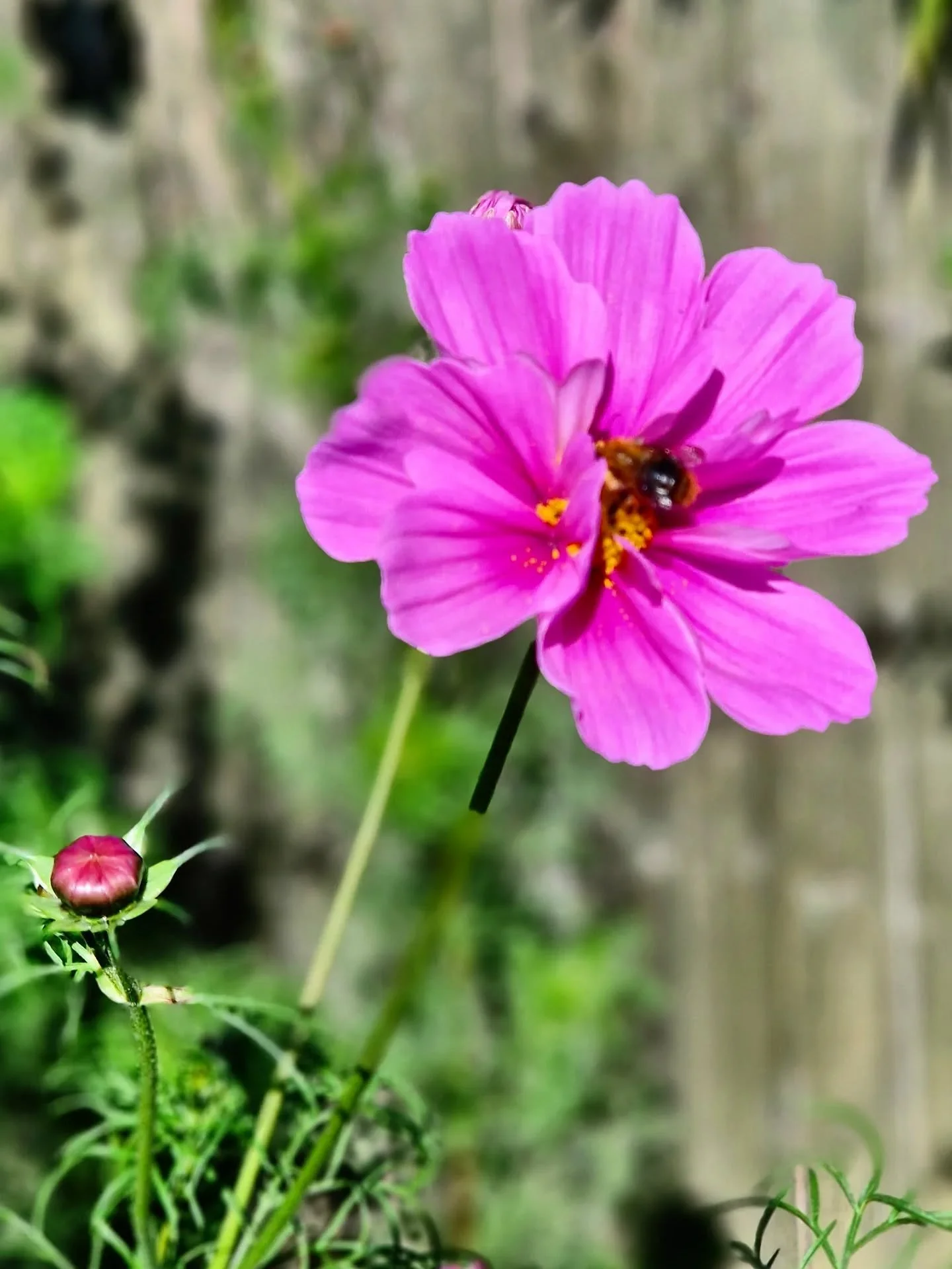 Autumn equinox. A beautiful day for it! I've been lucky enough to visit those with gardens in and around Croydon today - and the gardens are radiant! 🍂☀️🌸

~~~~~~~~
Award winning Love Cats Croydon is your local, loving, professional cat sitter. We 