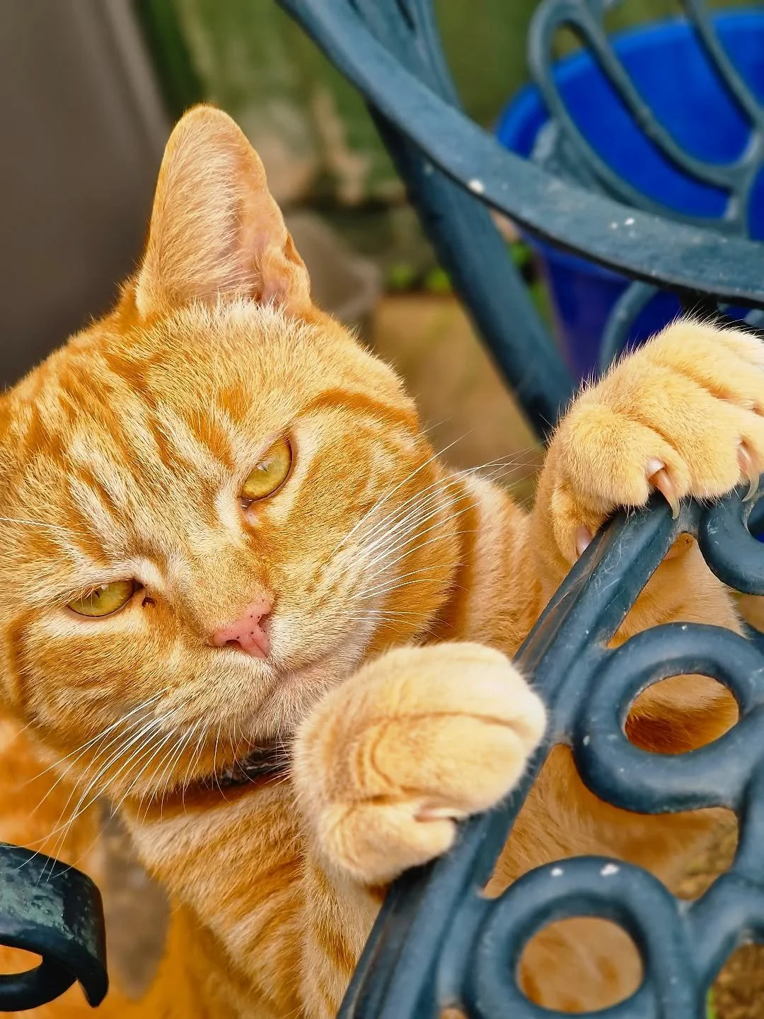 We know I'm partial to a Ginger cat but just look at this handsome orange guy! He's not even the kitty I'm here to look after, but hangs out in the garden every day. He's gorgeous 🐈🧡

~~~~~~~~
Award winning Love Cats Croydon is your local, loving, 