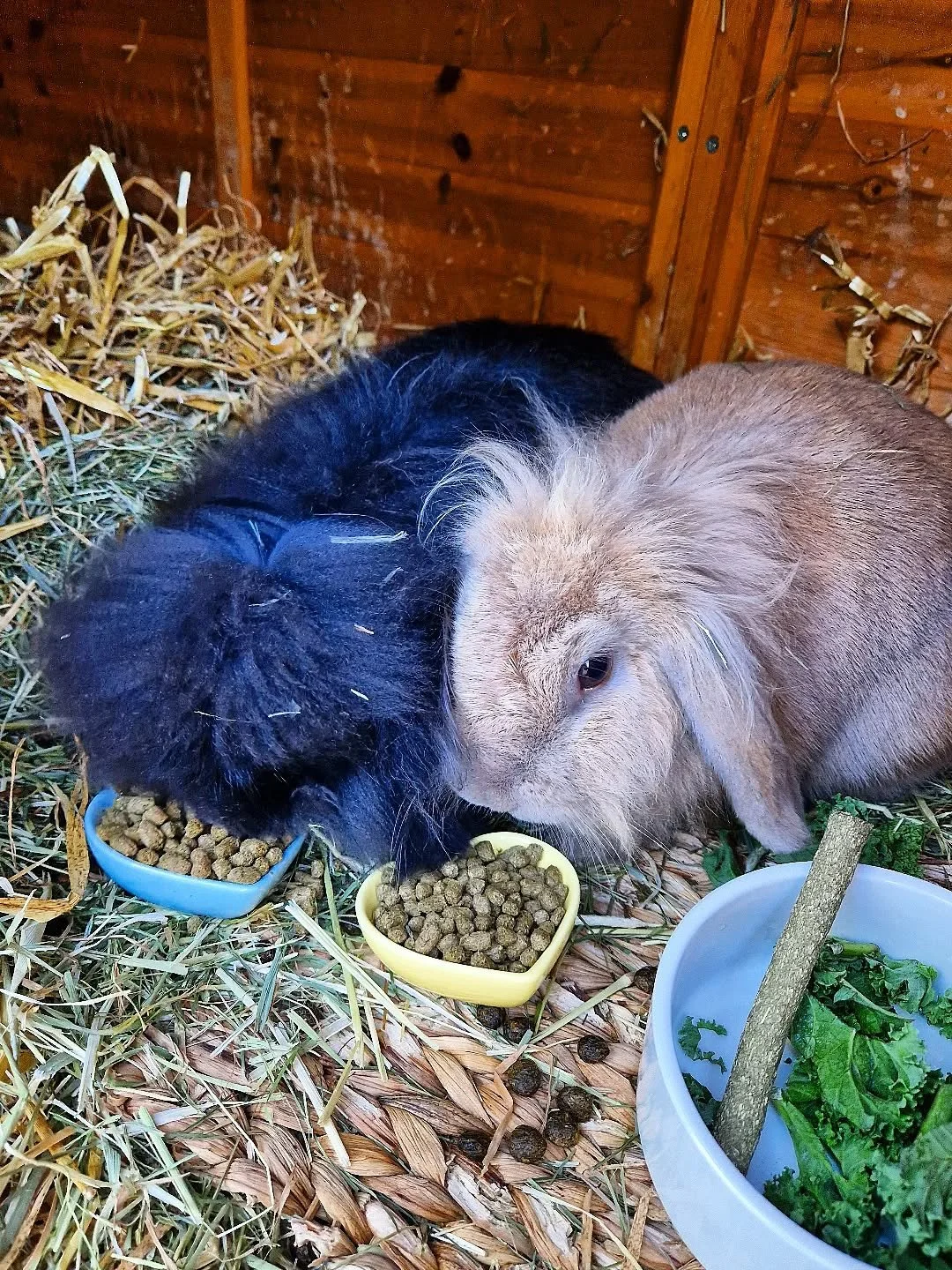 #twofortuesday and time for something a little bit different...you're not going mad, they really are not cats! But I've been lucky enough to look after these beautiful bunny rabbits! 🐇🐇 Such cuties 🧡🧡 Love Cats loves...bunnies 🐰

~~~~~~~~
Award 