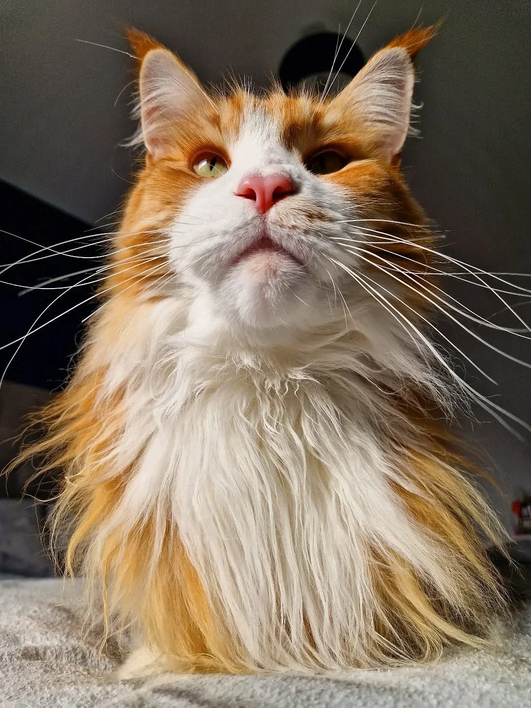 Did someone say #whiskerswednesday ??? Check these bad boys out! ALL the fluff, AND purrfect whiskers 🧡 

~~~~~~~~
Award winning Love Cats Croydon is your local, loving, professional cat sitter. We specialise in taking care of your cats in their own
