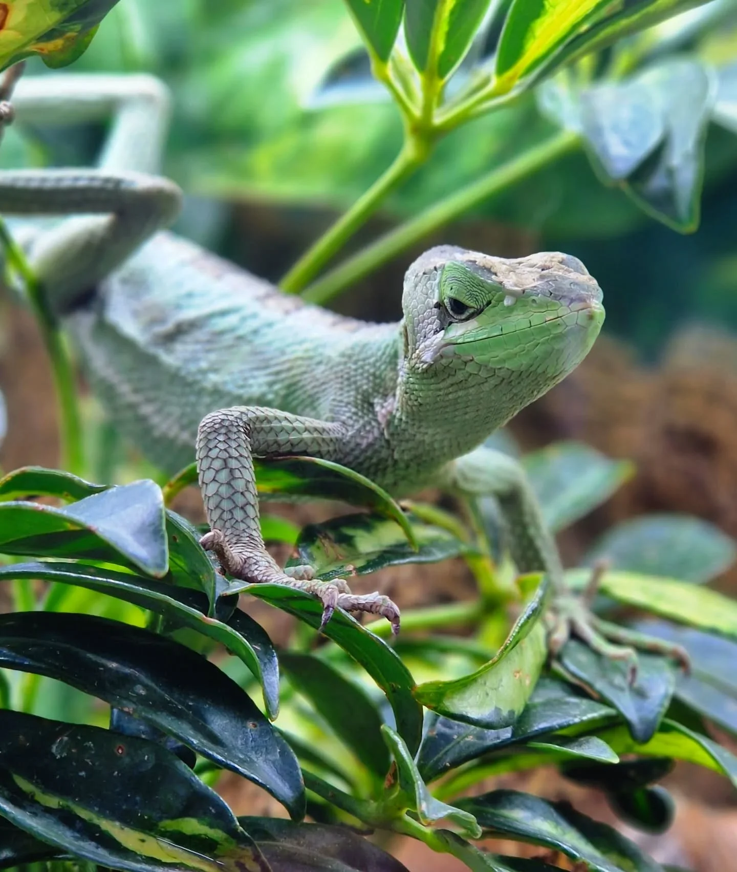 Celebrating #worldanimalday with all of these guys! I can honestly say I've never fed an iguana until recently, but they are absolutely fascinating creatures and should totally be celebrated along with all the fluffy pets we are more accustomed to ca