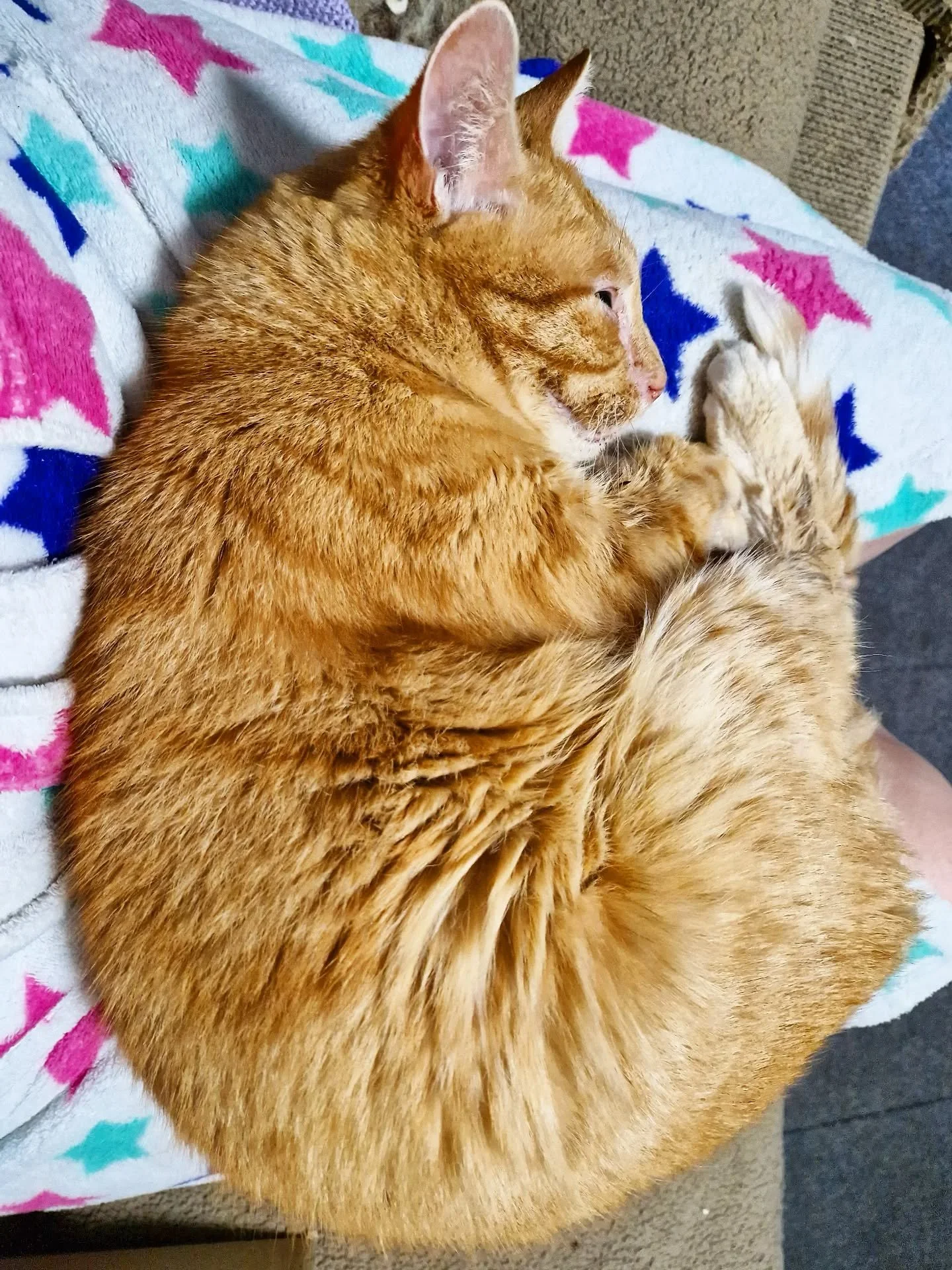 #caturday update: He&rsquo;s sick. I&rsquo;m sick (again). And yet&hellip; we keep going.

It&rsquo;s been 4am starts every day managing live bookings - even though we&rsquo;ve been closed to new requests since the 20th September - somehow the worklo