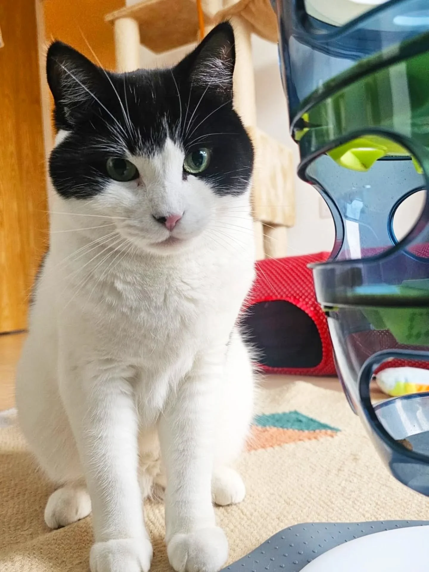 Big thanks to our Sharon for looking after these beautiful boys this weekend. Good news I'm on the mend, so some kind of 'normality' resumes tomorrow! (And I get to see these little faces) 😸😸

Oh, and new bookings...happy to confirm these will resu