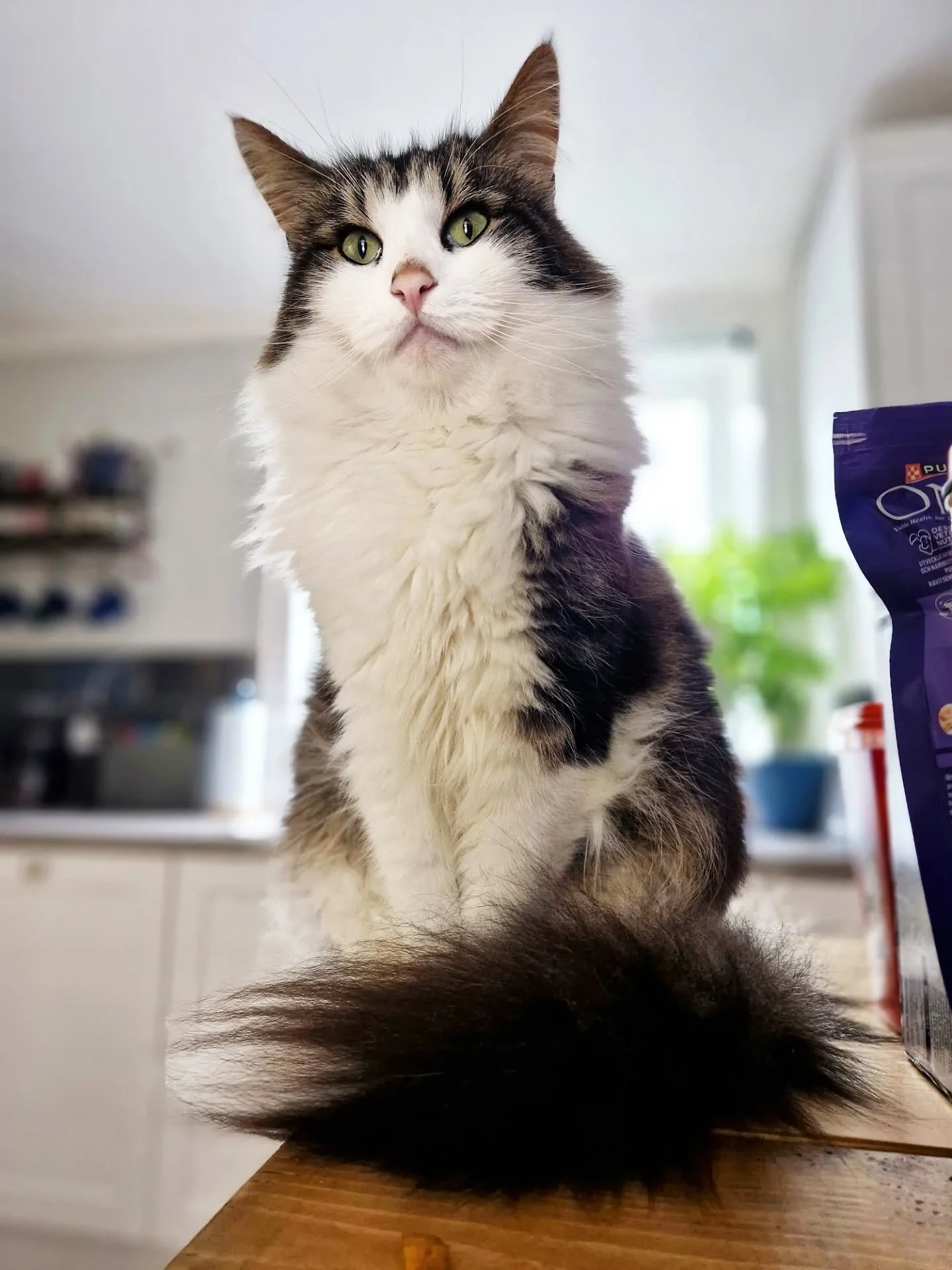 #caturday And every time I see this gorgeous guy, I WISH I could do my eyeliner this well 👁👁 

~~~~~~~~
Award winning Love Cats Croydon is your local, loving, professional cat sitter. We specialise in taking care of your cats in their own homes whe