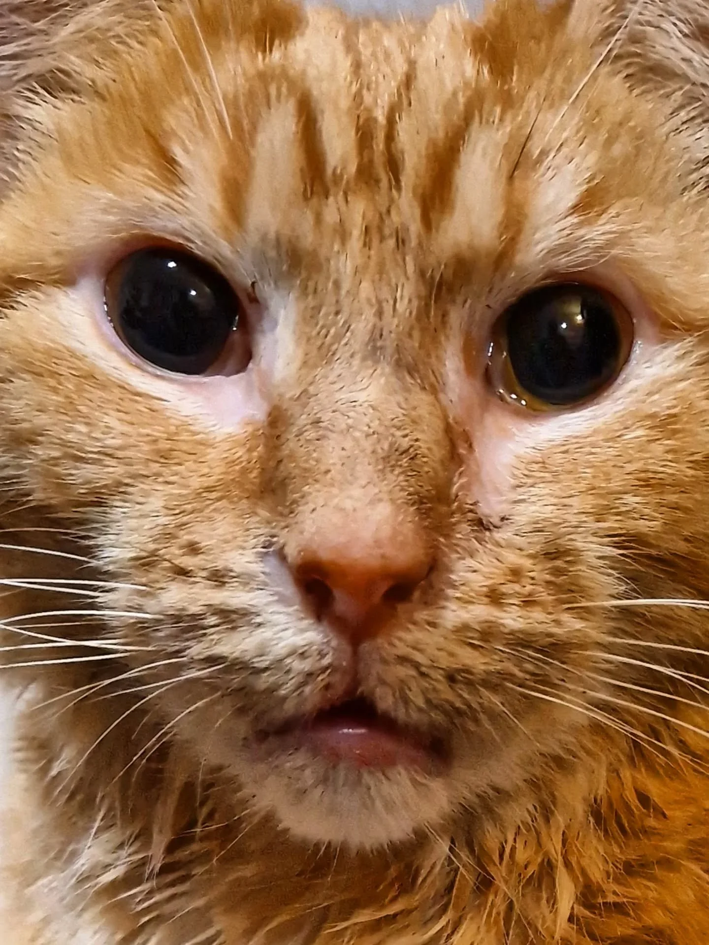 Ketamine 
Look at his eyes like saucers! 6 teeth out and a biopsy from his tongue. Poor little love 🧡 But he's eaten some breakfast this morning and hes had his pill and his pain killer, so hopefully we are on the road to recovery soon. Thanks @anne