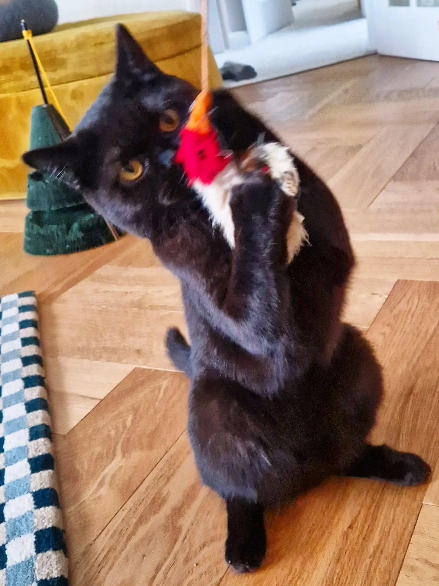 In all the recent commotion I've missed, #BlackCatDay so shining a light into the void today instead, with some action shots from my most recent black cat visit! Look at this gorgeous guy! 🐈&zwj;⬛️🧡

What is National Black Cat Day?
National Black C