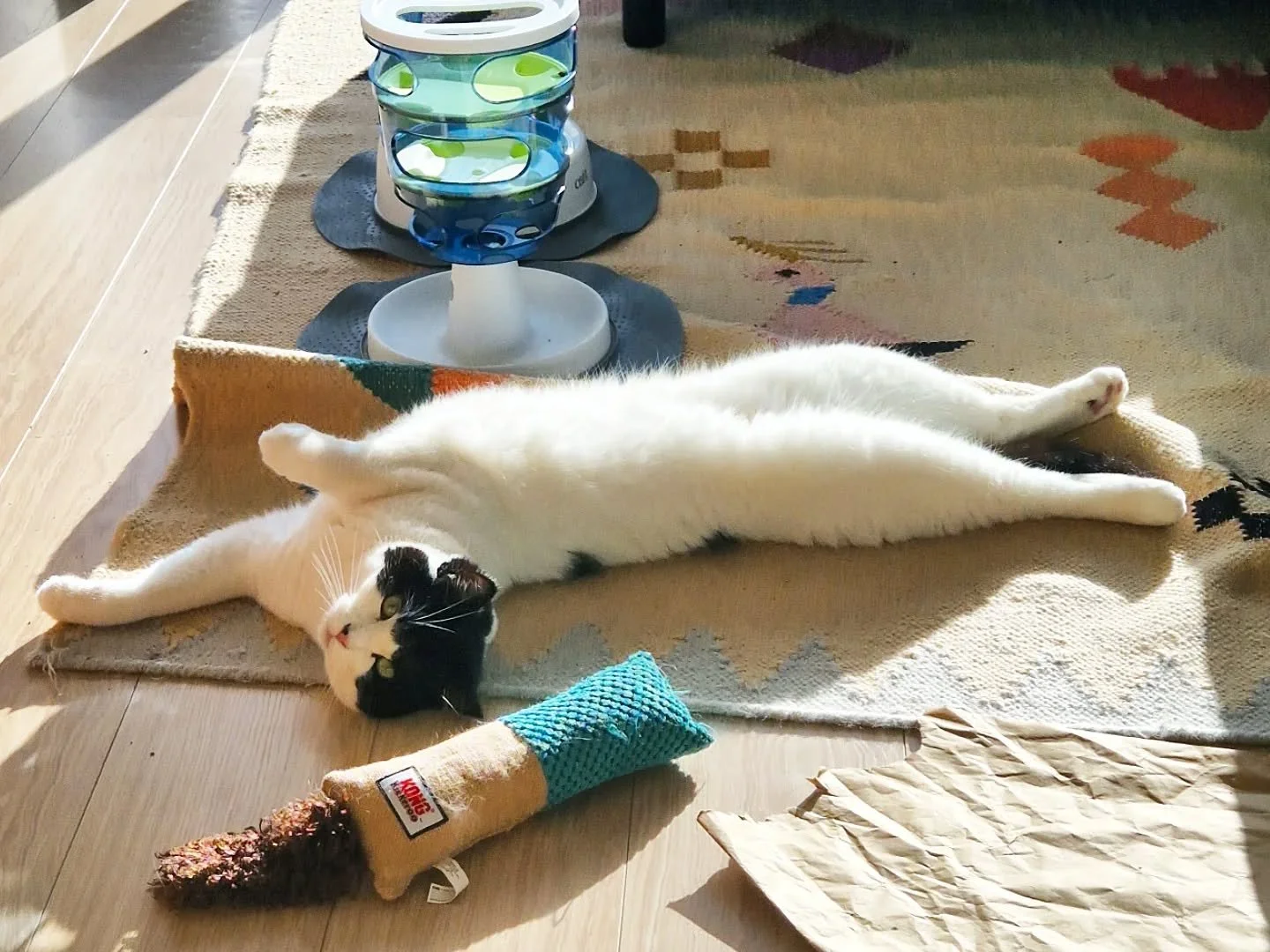 LEGS! I just love these legs and will never get bored of this greeting! What a gorgeous boy in the sunshine! 🧡 He stays like this until I go over for a big belly rub too. Just adorable 😻 #caturday #catoftheday 

~~~~~~~~
Award winning Love Cats Cro