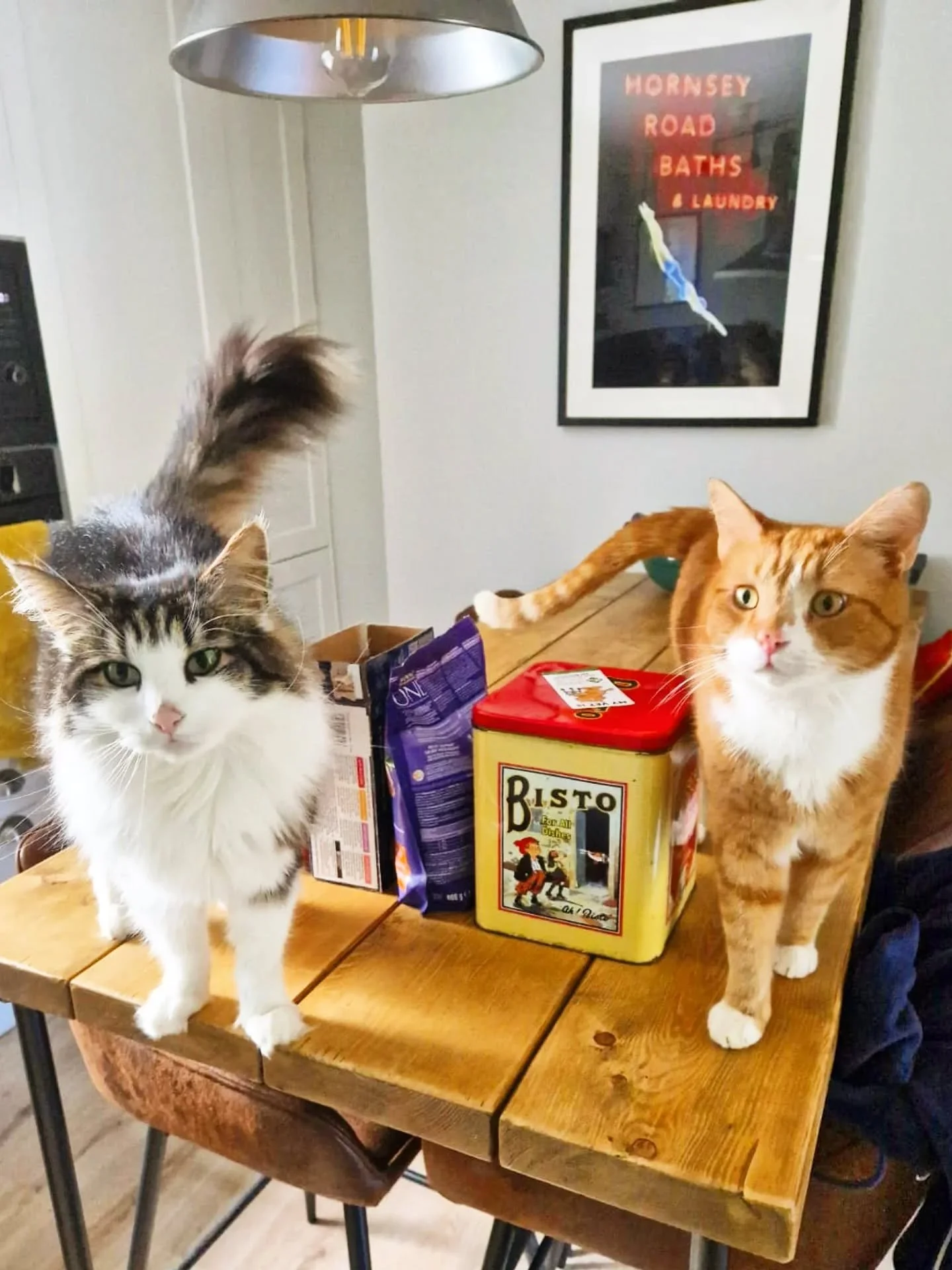 #twofortuesday and these two always remind me why I'm here, by waiting patiently WITH their food 🤣 You know - just in case I don't spot it all left out nicely by their owners. #feedmenowhuman 😹😹

Gorgeous boys.  But also a good reminder and top ti