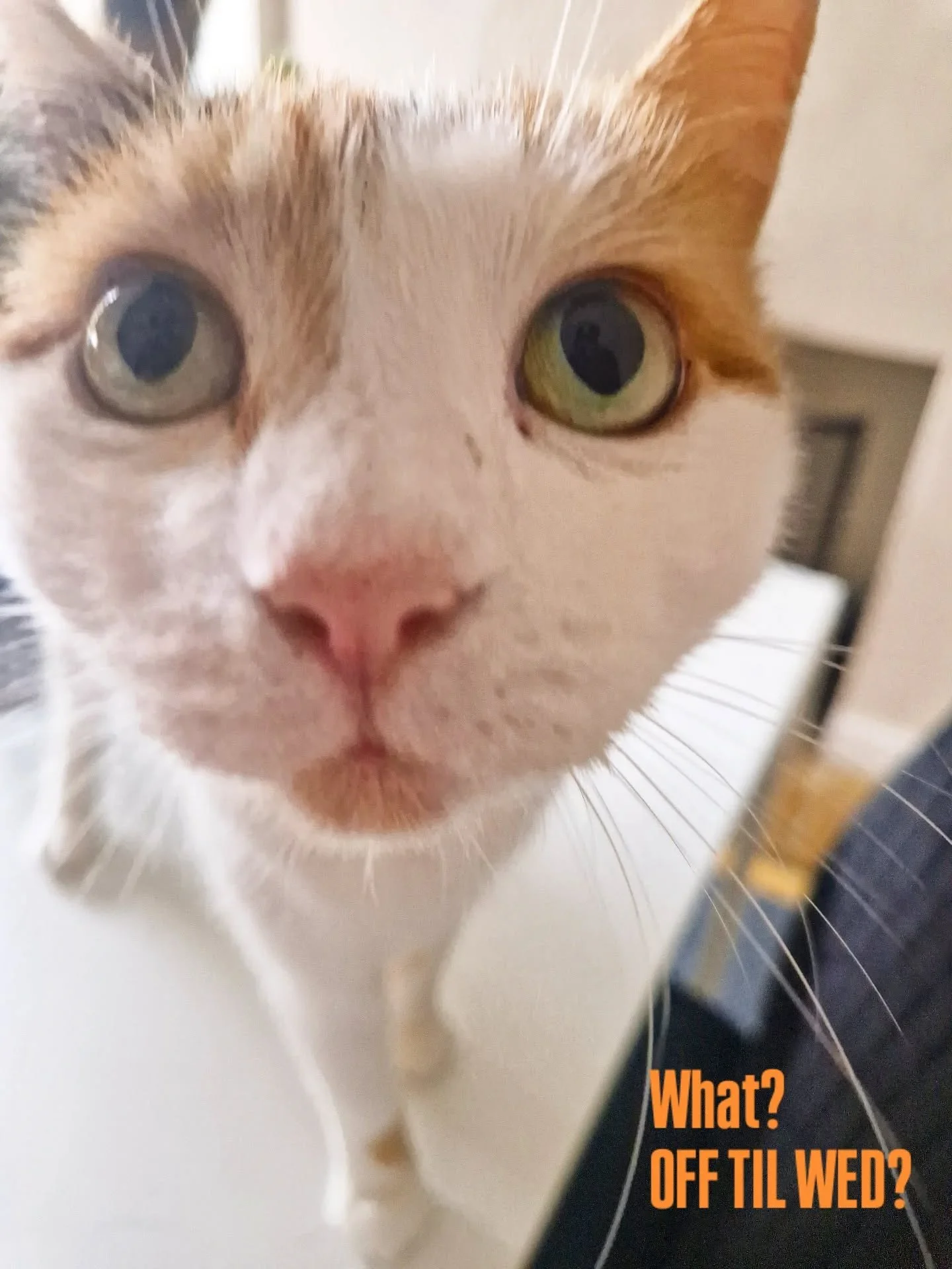 Quick reminder folks - I'm about to sign off the admin for the weekend, but this time I'm UNAVAILABLE UNTIL WEDNESDAY 12TH NOVEMBER (as per availability calendars that went live last week)

Im still receiving requests via the booking forms online, so