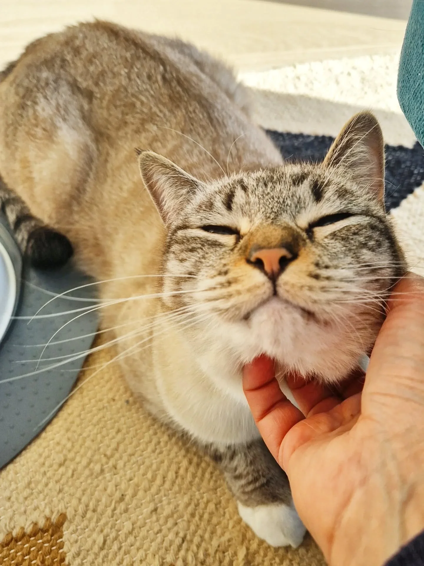 This is the face of a content cat, enjoying the @lovecatscroydon love 🧡 And this could be the face of your cat too when our lovely cat sitters visit! 

HAPPY CATS = HAPPY CAT SITTERS 》》》HAPPY CAT SITTERS = HAPPY CATS 

Thanks for your support of our