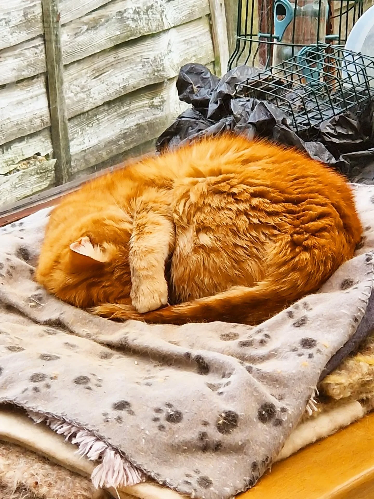 Some sad news to share today from Love Cats HQ. Results are in from Crumpets biopsy, and he's got a tumour. In his mouth. On his tongue. So my poor, poor boy is finding it very difficult to eat and when he does, his mouth bleeds. And it's gonna get w