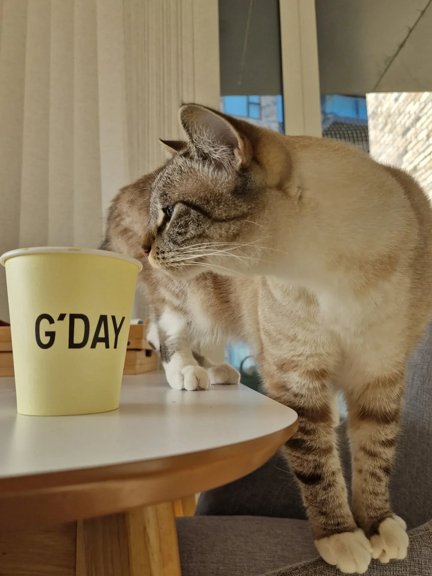 Two of my favourite things #catsandcoffee 

Part of the job I love (second only to the cats of course) is planning my routes via the numerous, fabulous, coffee shops we have! 

What's your fave place for coffee in Croydon? Just in case I haven't trie