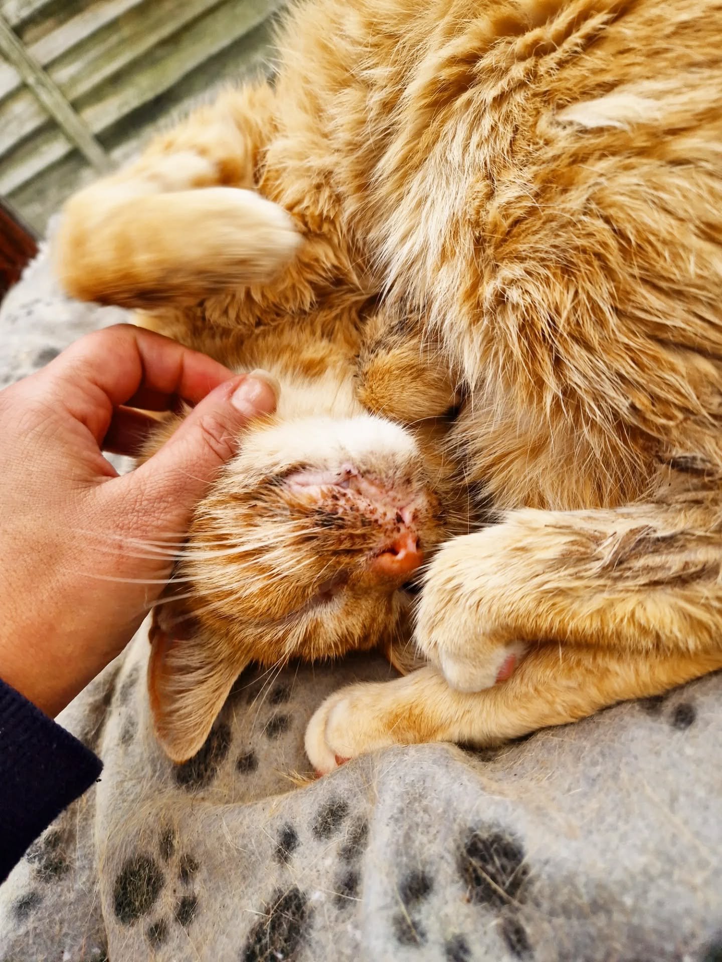 Heading back to the vet this eve with my boy Crumpet. A week since diagnosis and he's doing surprisingly well. I mean, he looks like he's been up a chimney most of the time because his food and dribble is smudged all over his face 🙄 but good news is