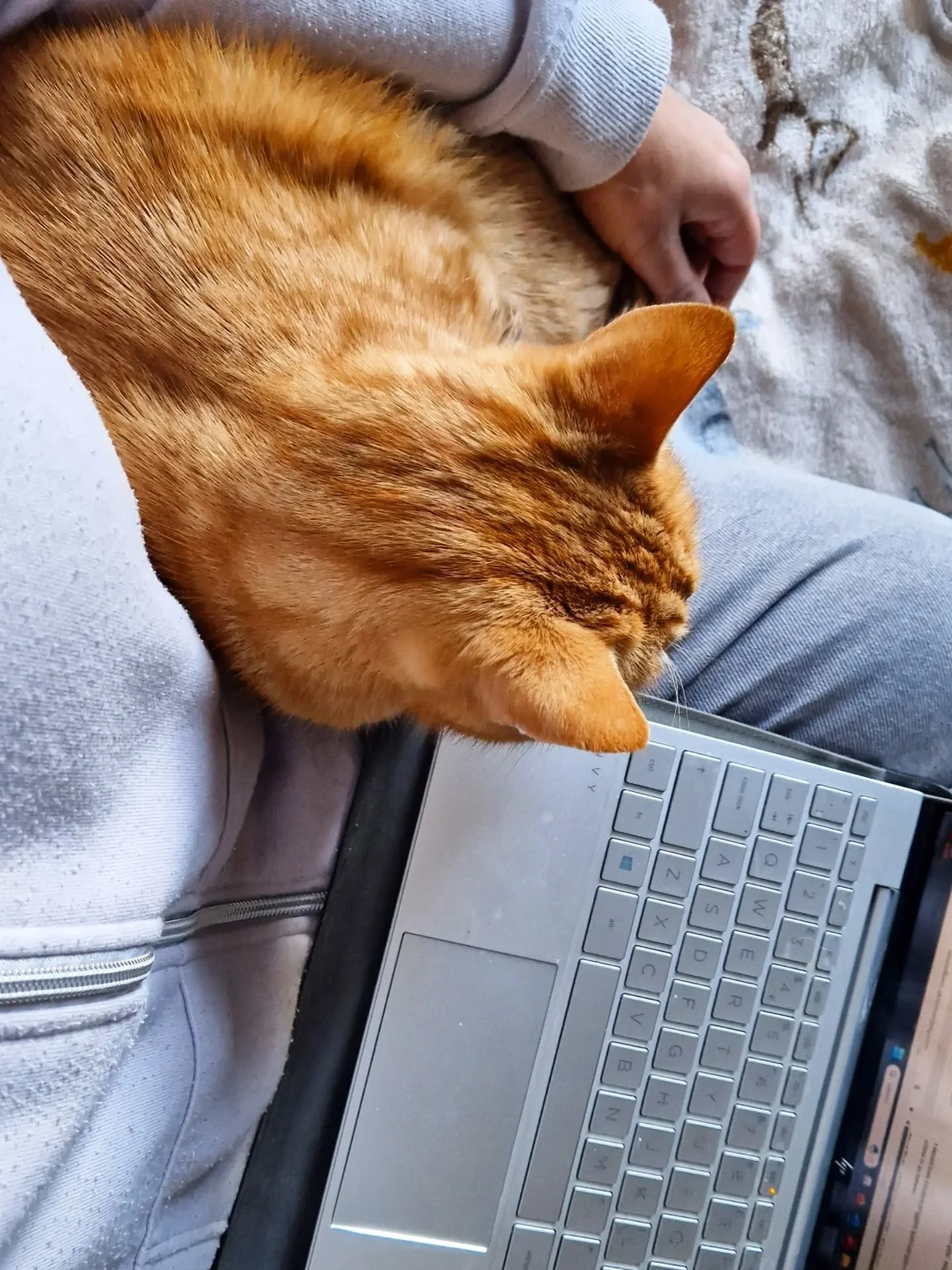 The beauty of self-employment. Yes, I'm replying to emails while sat on my bed with my ginger boy, after a brisk walk round the lake this morning. Bliss.

BUT - unfortunately I'm sending cancellation after cancellation, taking a lot of time and undoi