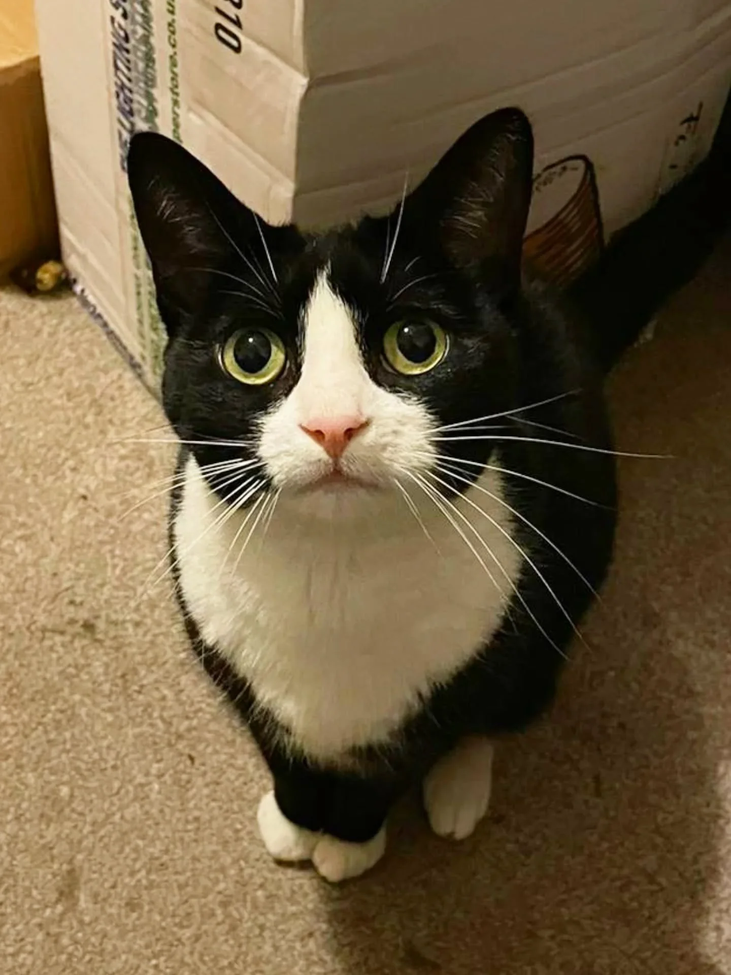 I'm back! New week, new month, a few hrs off each day last week, and I'm ready for a cat crazy Christmas! Here's just a few of the beauties the wonderful #croydoncatcrew were visiting while I wasn't. 
Sweet, sweet fluffy faces 🧡😸 Thank you ladies f