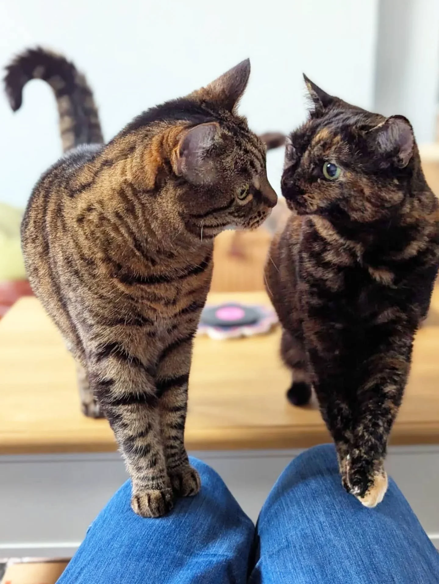 #twofortuesday and just look at these two angels🐈🐈It was the first time our sitter Christianna got to hang out with these ladies - one of which is usually hiding if strangers are in the house! Can you guess which one? Nope, because she did such a f