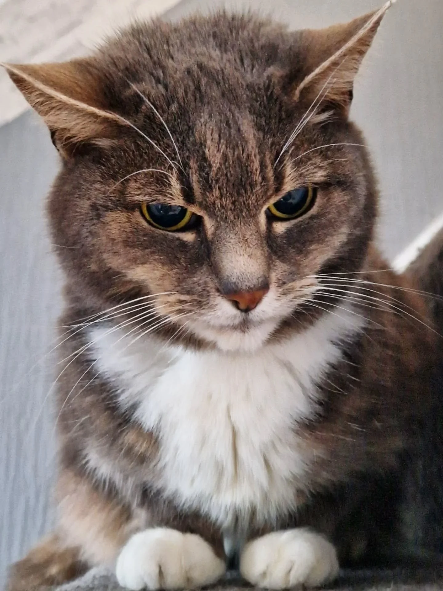 Miss Mia. She always looks so cross, but she's really a sweet,  sweet lady 😻 Mias here today to let you know we have had to intro one new section to our T&amp;Cs. This is with the aim still, to encourage planning and reasonable lead times for bookin