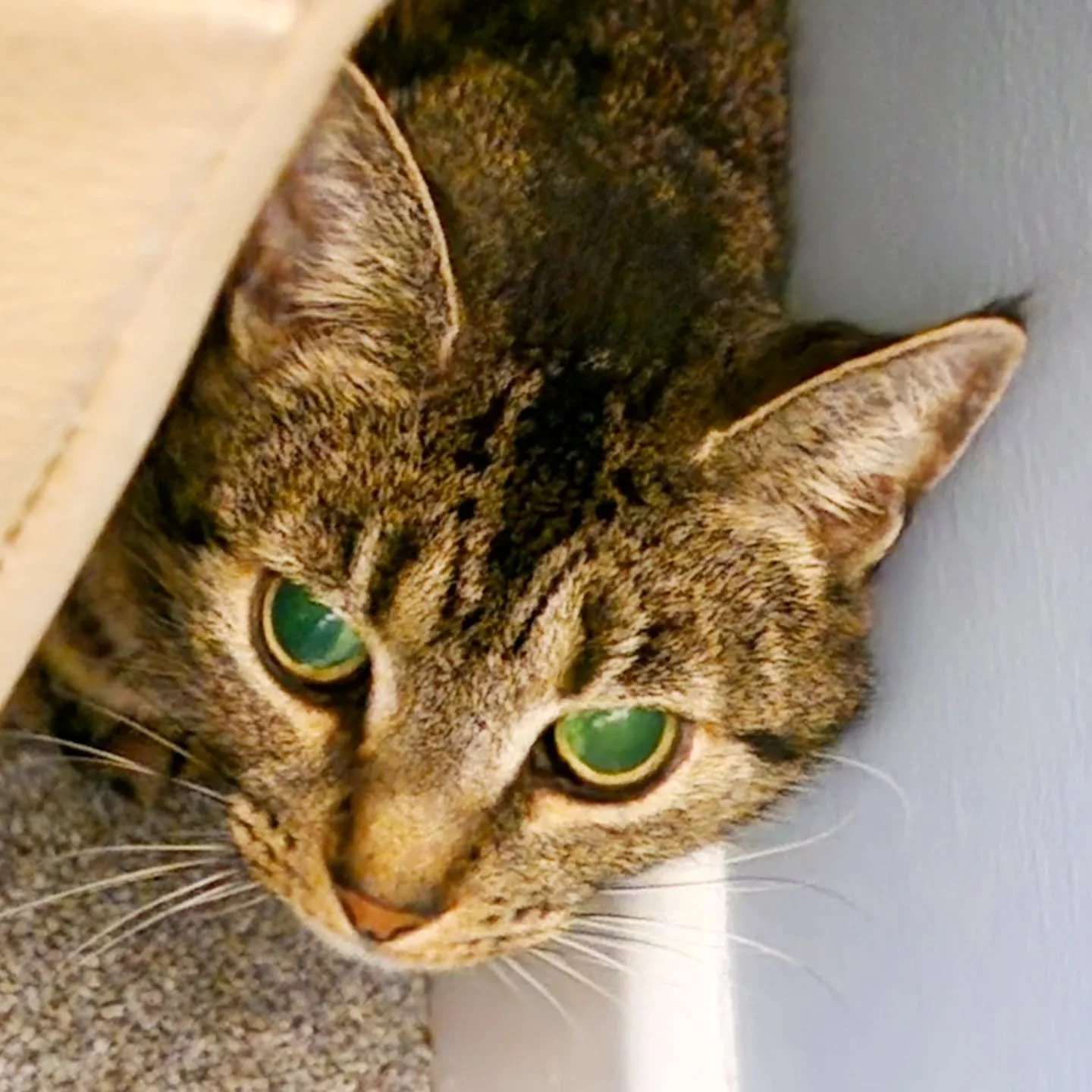 Might not look like much to you, but after literally years of visiting little Tilly, I think she's finally accepted my existence.
This weekend, she stayed by her safe sofa, but she didn't run away! This is HUGE progress, and it's made my day 😊 

Jus