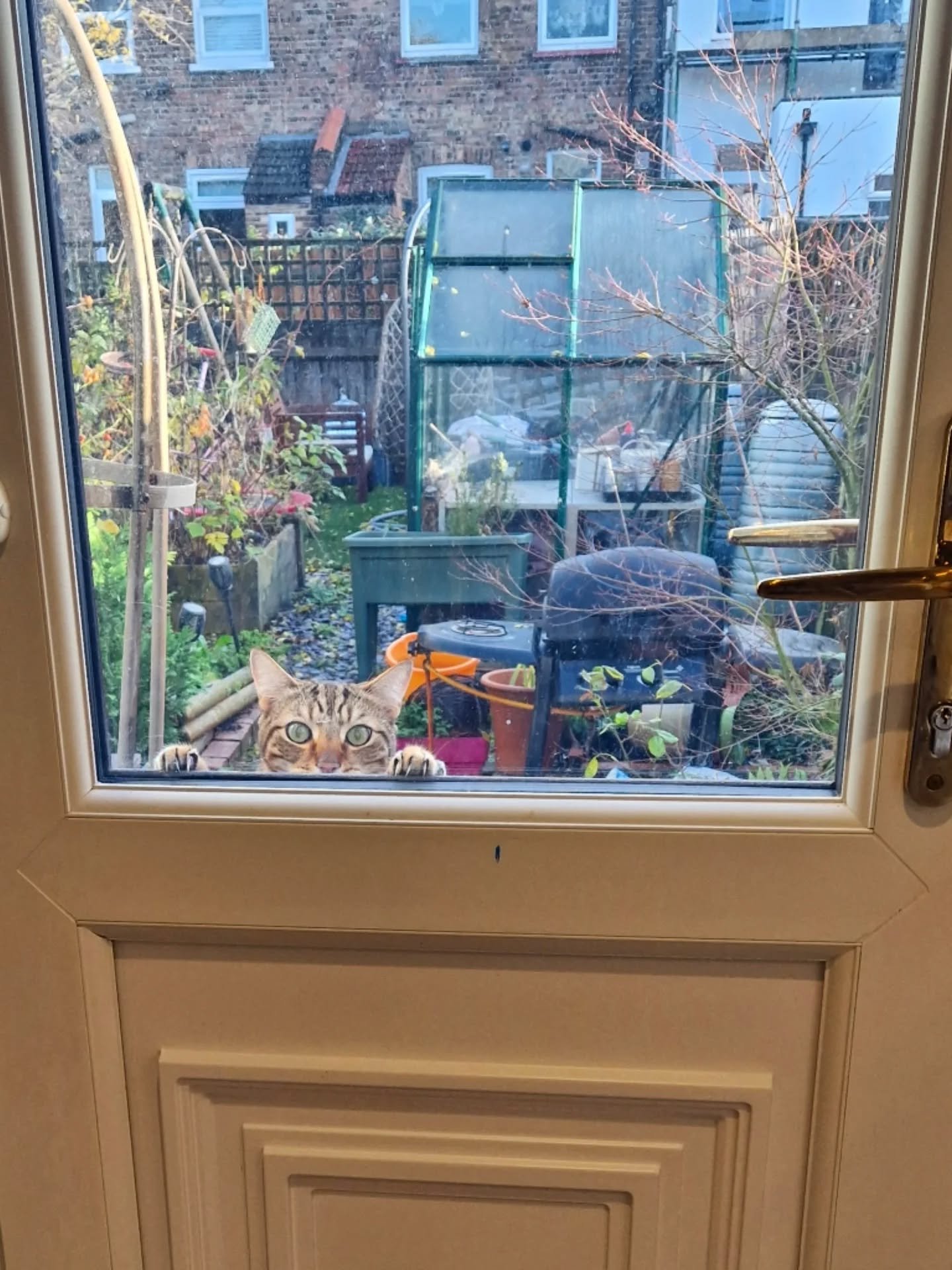 Can you spot the little face? I heard knocking at the back door, looked around to see this gorgeous boy. This is NOT the cat I'm visiting 😹 This is NOT his house 😹 He just wanted some Love Cats Croydon love too! 🧡 Cheeky 😊

~~~~~~~~
Award winning