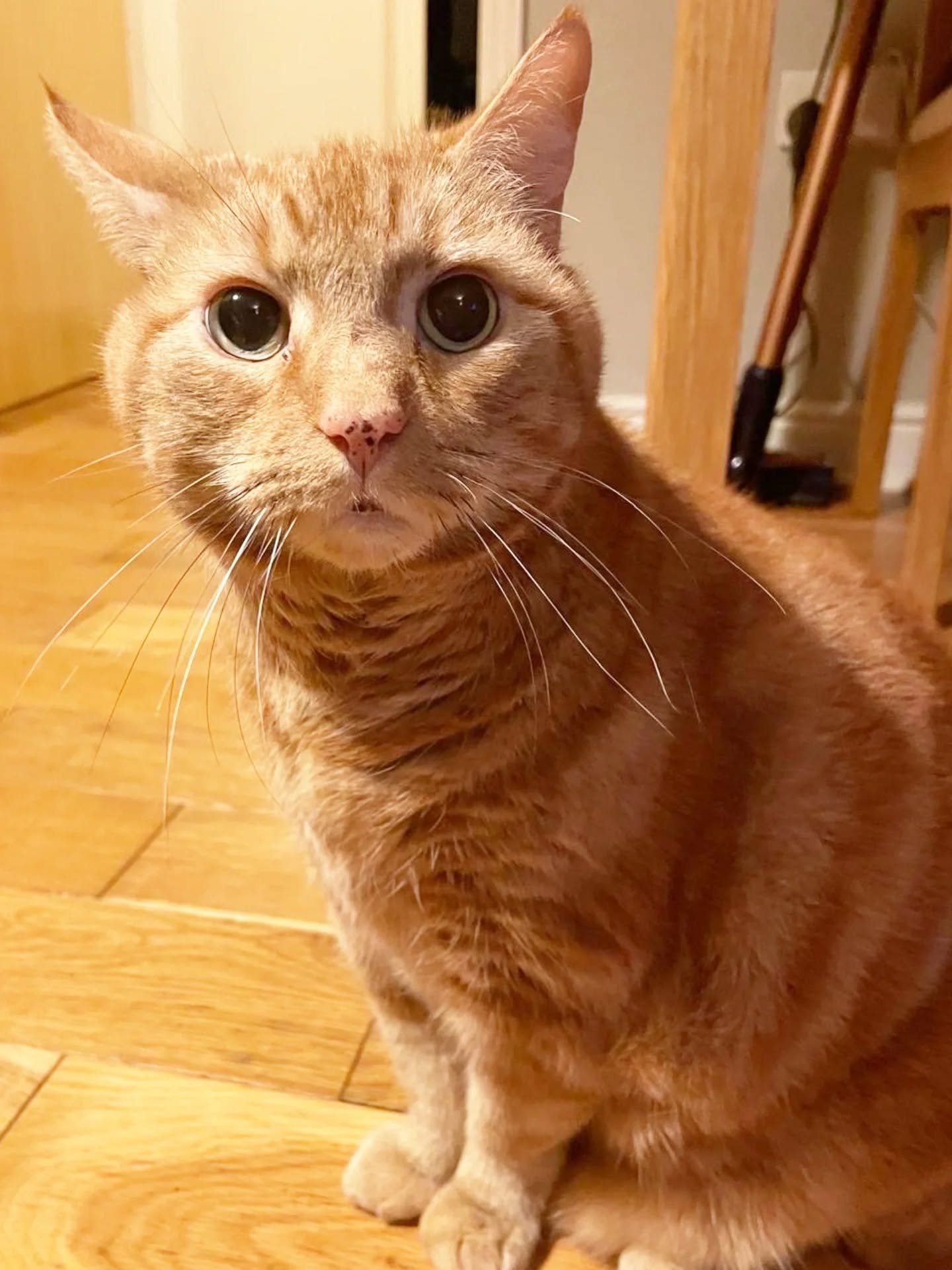 When 2 of your regulars meet their new catsitter...curious, shy, brave, sometimes nervous, bold or simply not bothered! 😹😹!

Every cat reacts differently on meeting a new sitter. And at this time of year we can't always guarantee your regular cat s