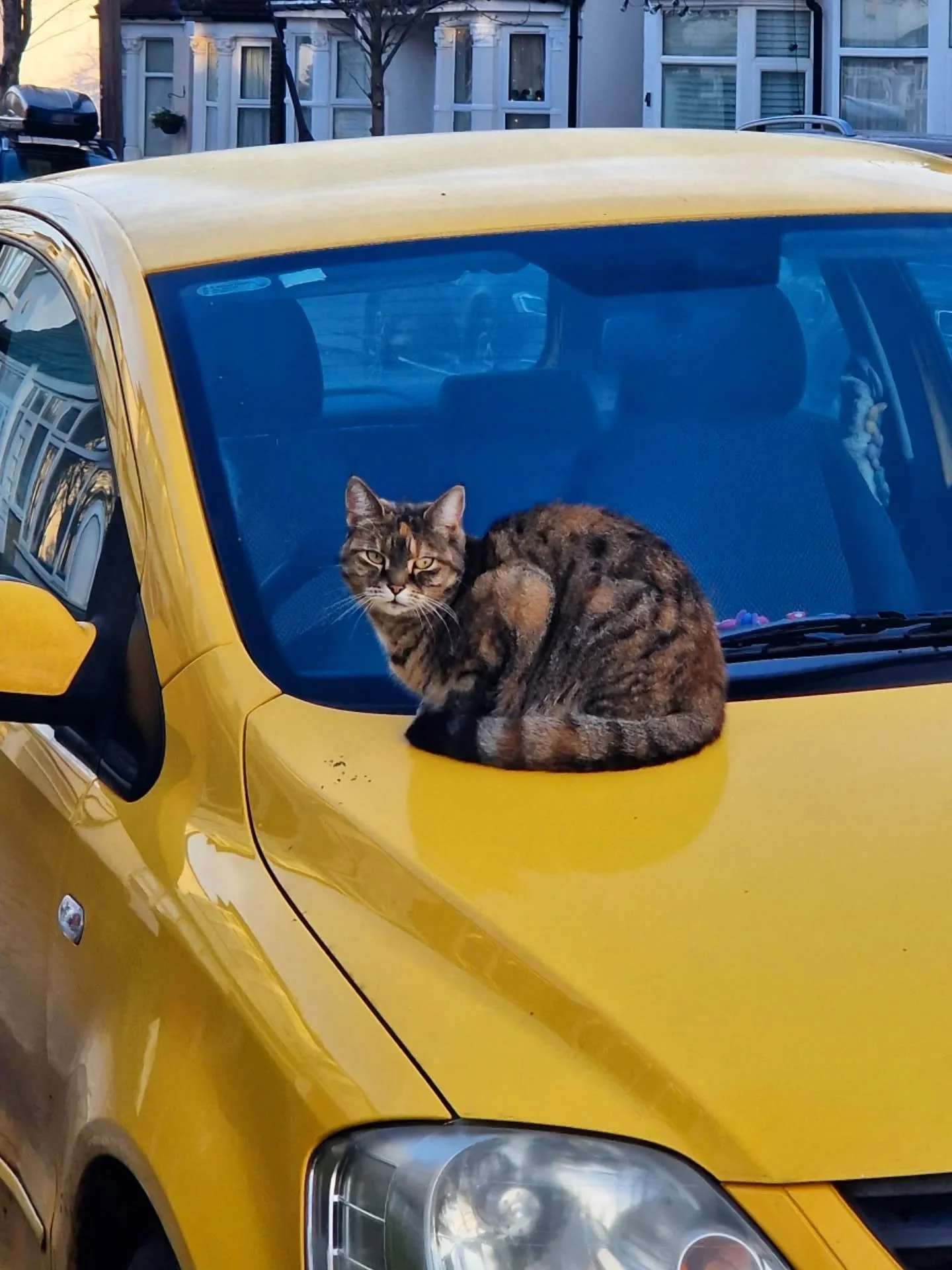 It's happened again! Not the cat I was visiting, but one who decided watching from the car bonnet wasn't enough. This babe needed some Love Cats love too 🧡 What a beauty 🧡

LOVE it when this happens. Random cats...soon to be kitty clients? You neve
