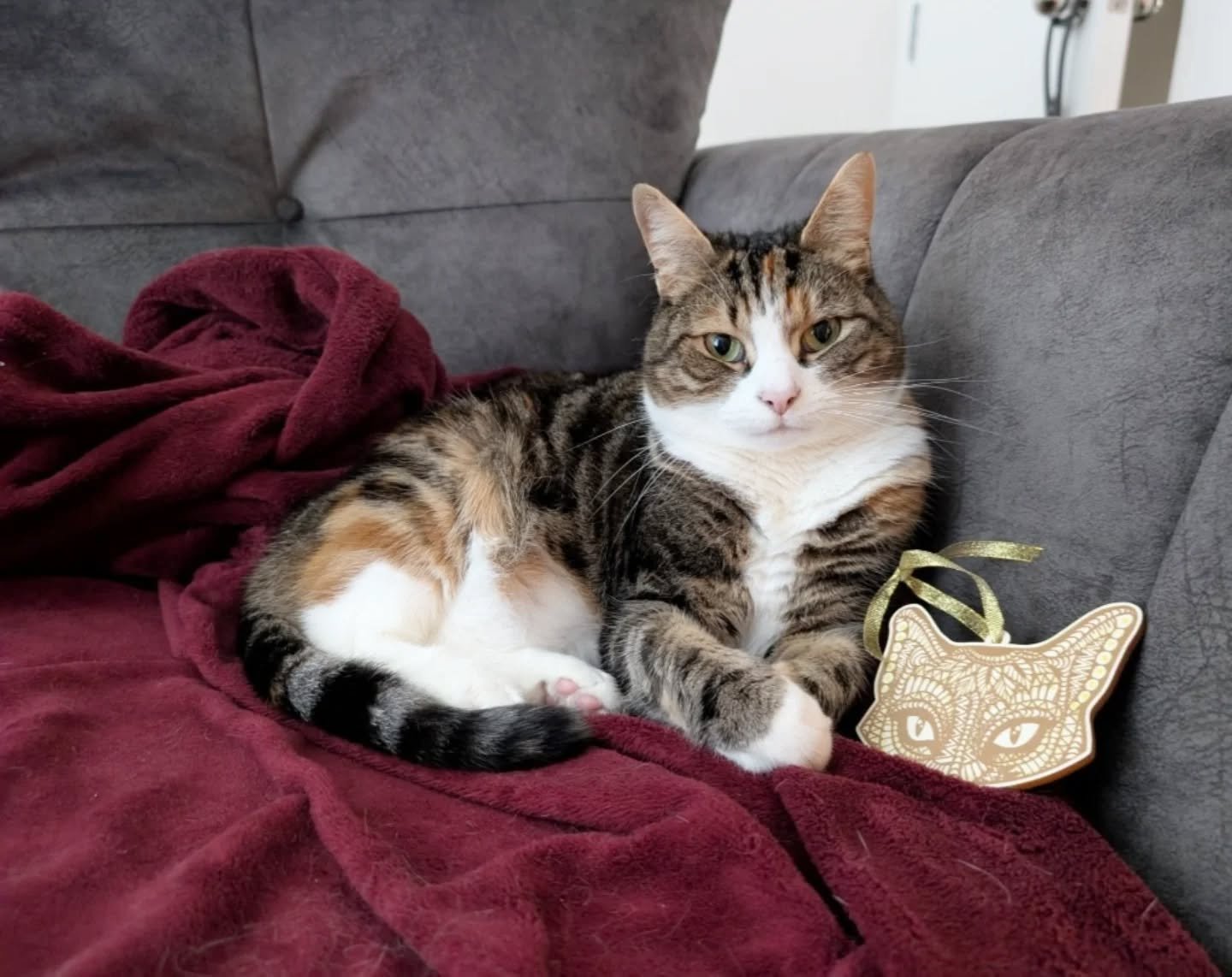 Last #caturday before Christmas and it's soooo heartwarming to see giveaway gifts in their homes 🤗😸 Some chose to pop them on their Christmas tree, some hung them up for their cats and some put their cat decoration ON their cat! (And why not?! 😹)
