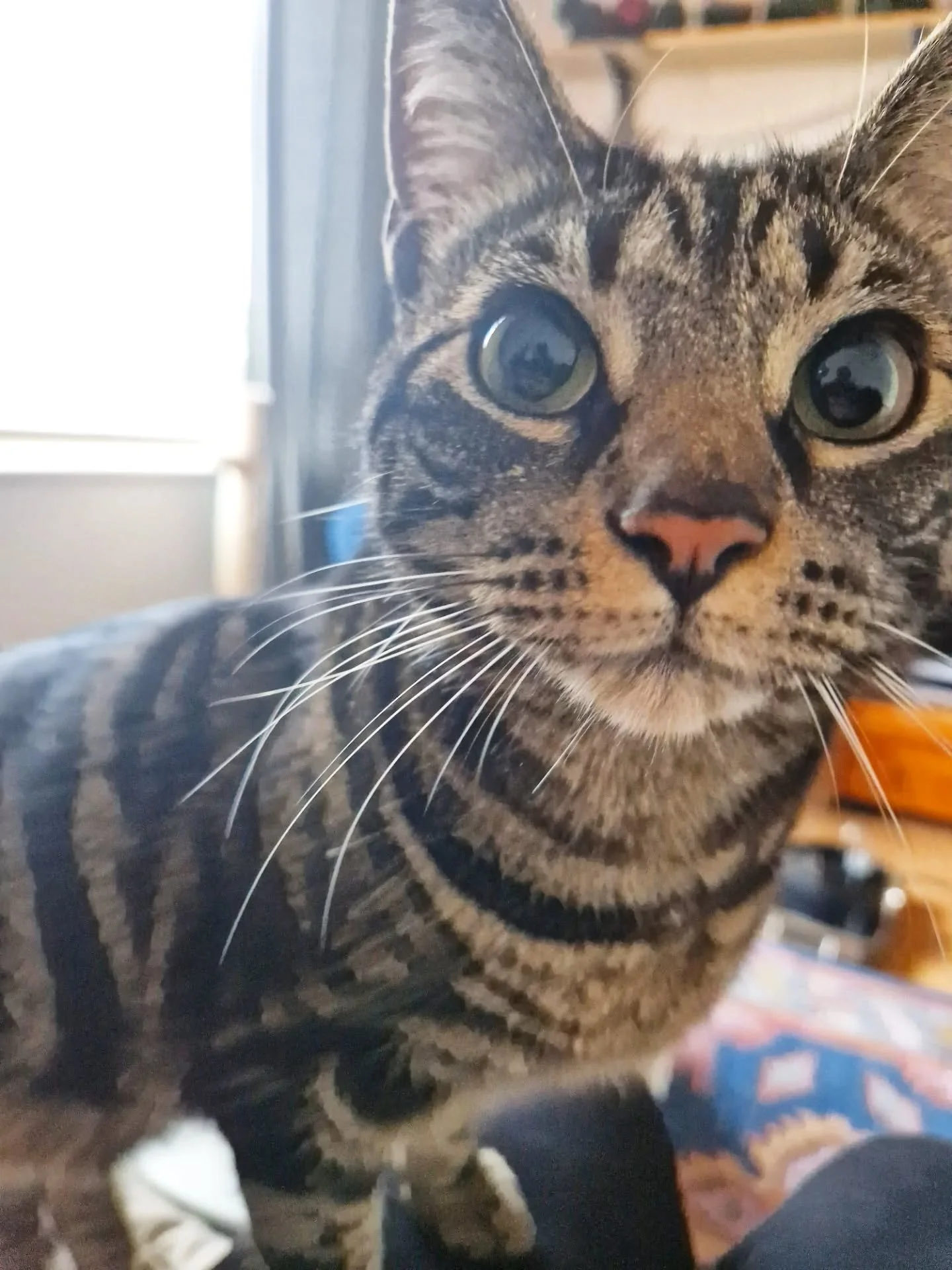 Christmas Weeeeek! ⭐️🦌☃️🎄🎅 So exciting! And although today is the quietest start, it's been a day and a half. The admin starts now with all the last minute "emergencies" ...but it's worth it 😊 

Just one plea for a Christmas miracle fro