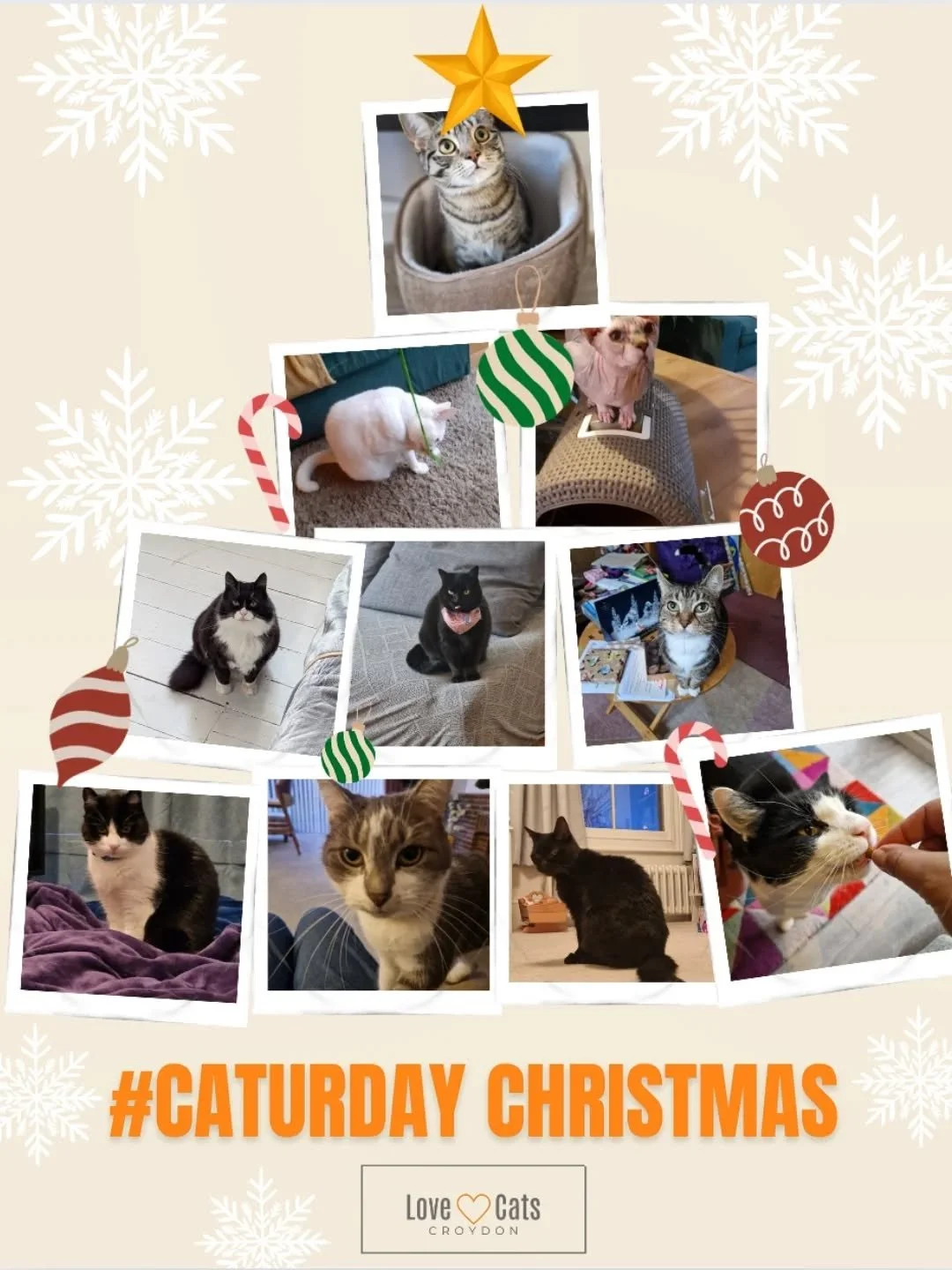 Wishing you a very Merry #caturday Christmas! 😸🎄⭐️ Heres just a few festive fluffballs from today - more to come when I catch my breath! This Christmas has been the busiest yet with an average 40 feeds a day and of course, almost endless cuddles...